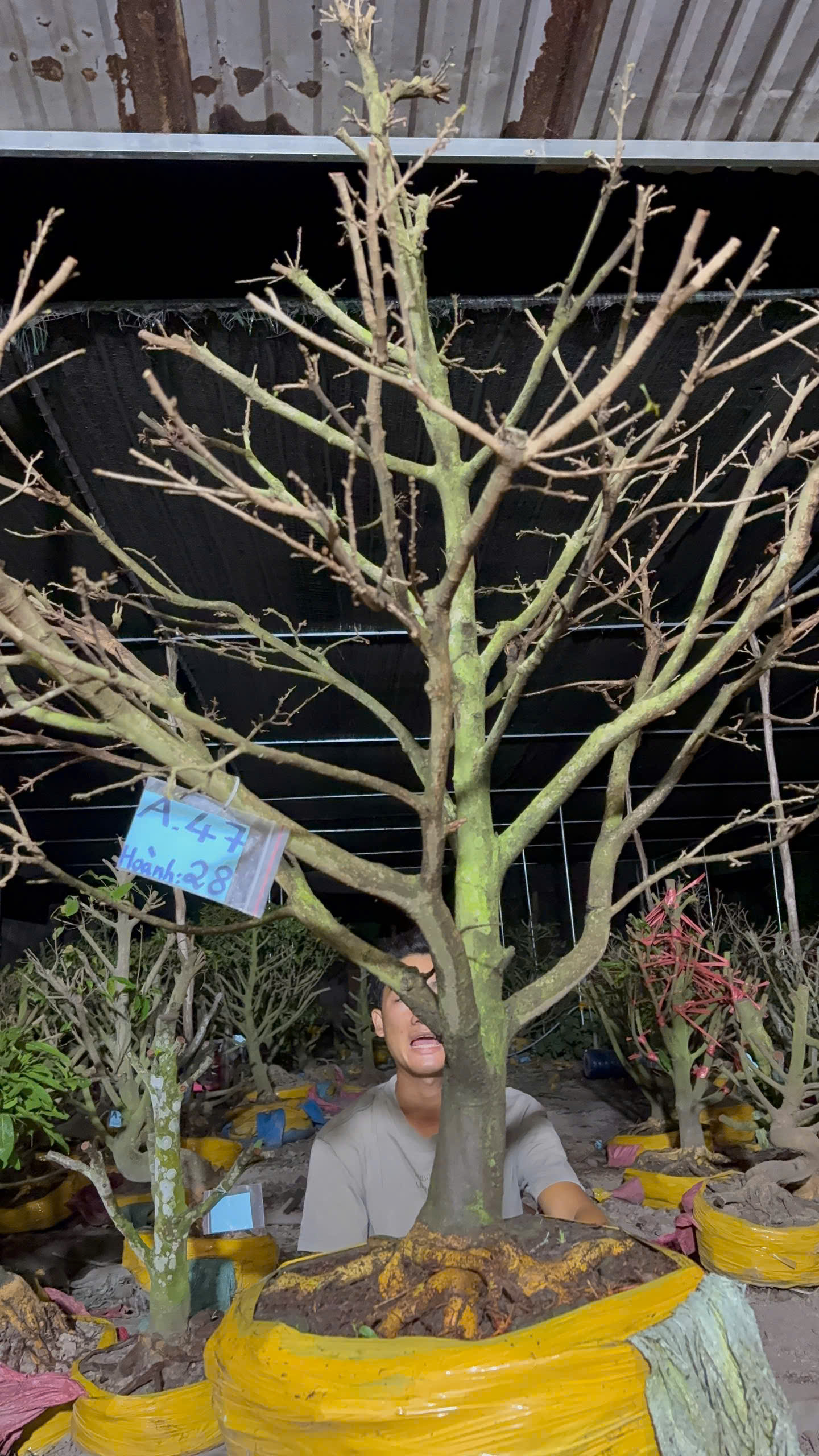 Mã A47 Mai vàng, hoành 28