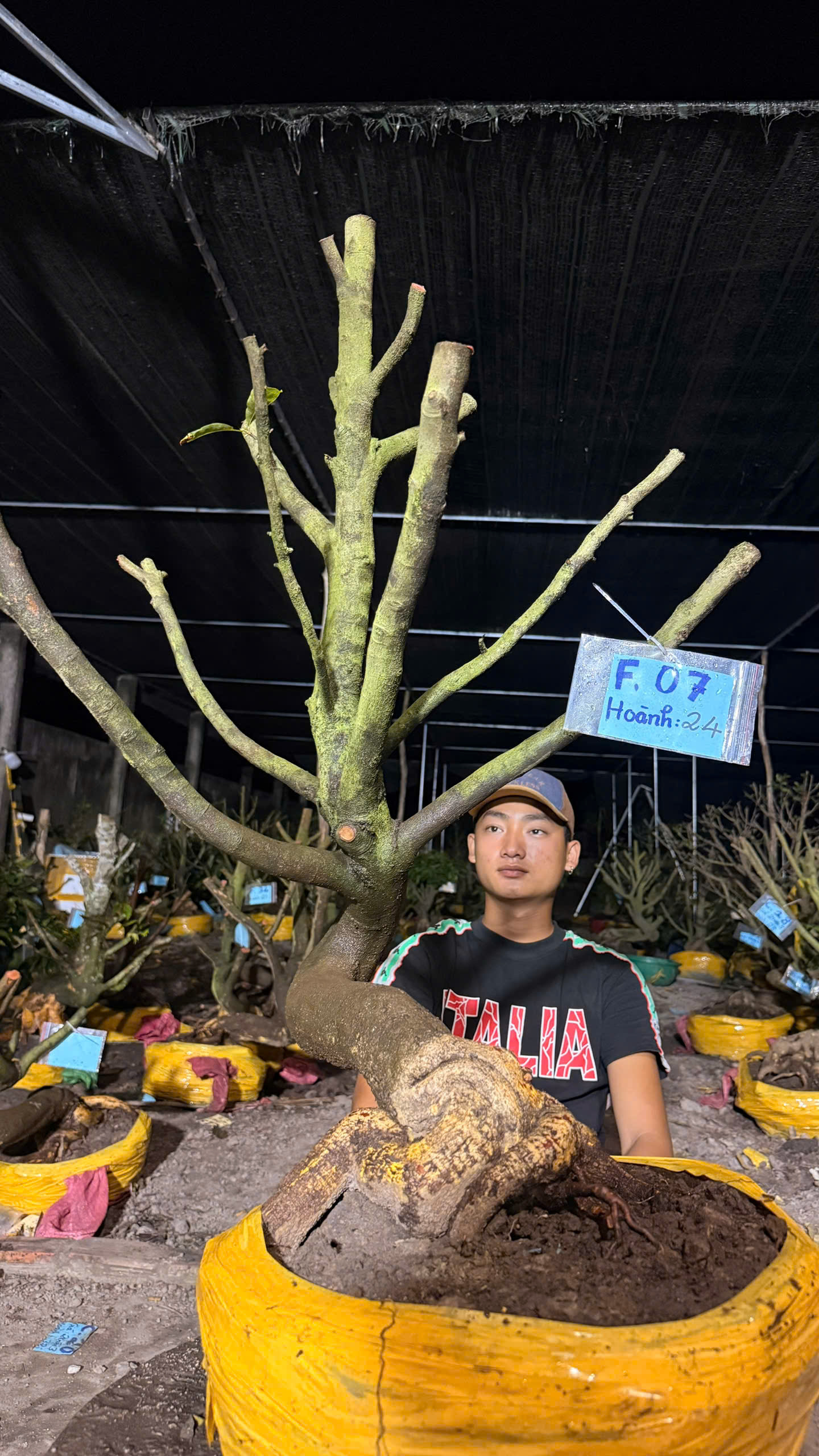 Mã F07 Mai vàng, hoành 24