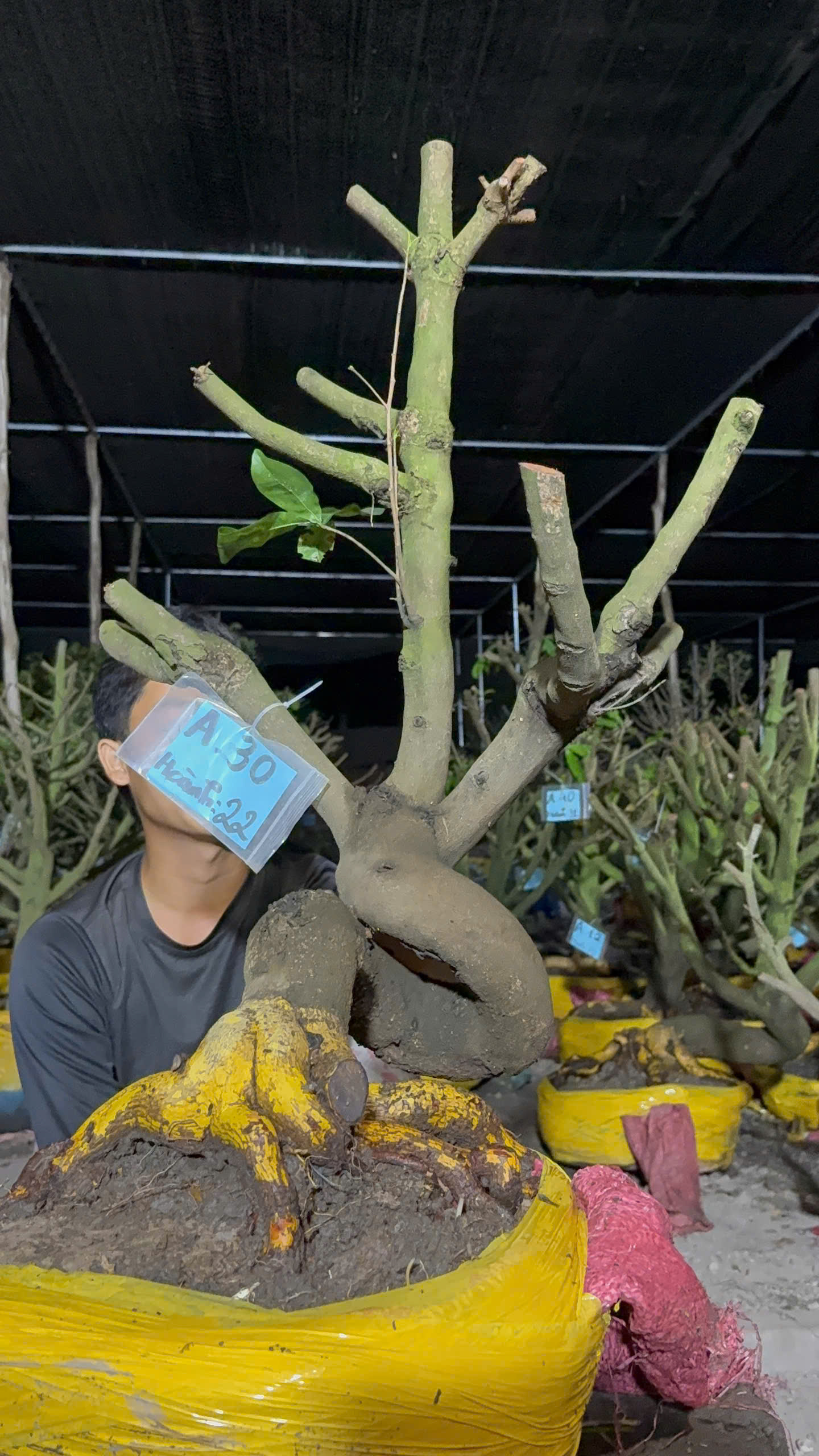 Mã A30 Mai vàng, hoành 22