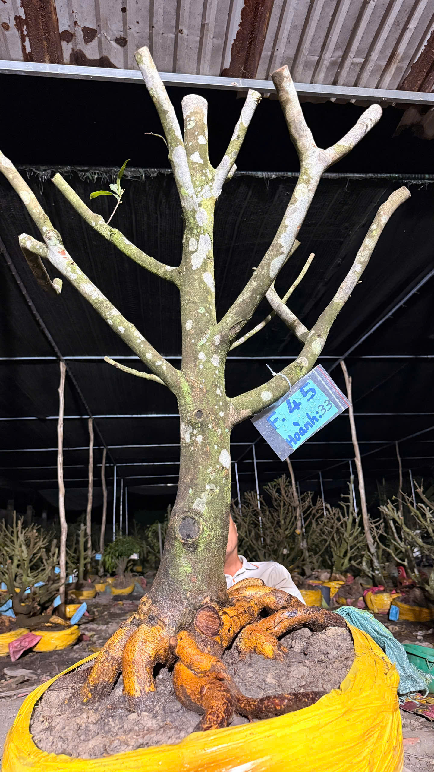 Mã F45 Mai vàng, hoành 33