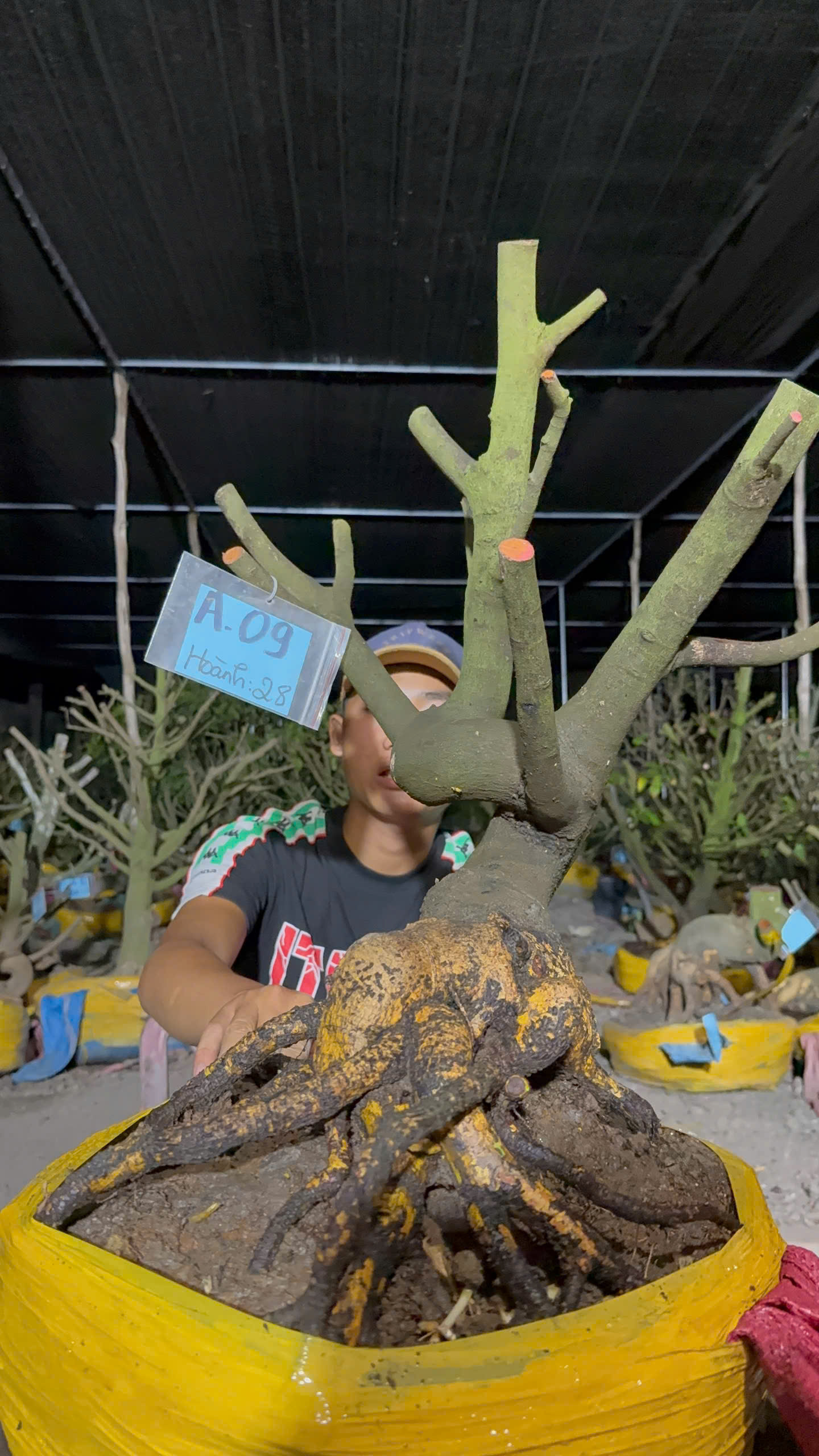 Mã A09 Mai vàng, hoành 28