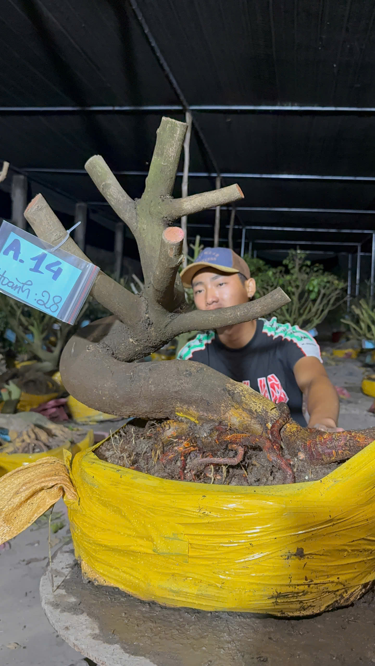 Mã A14 Mai vàng, hoành 28