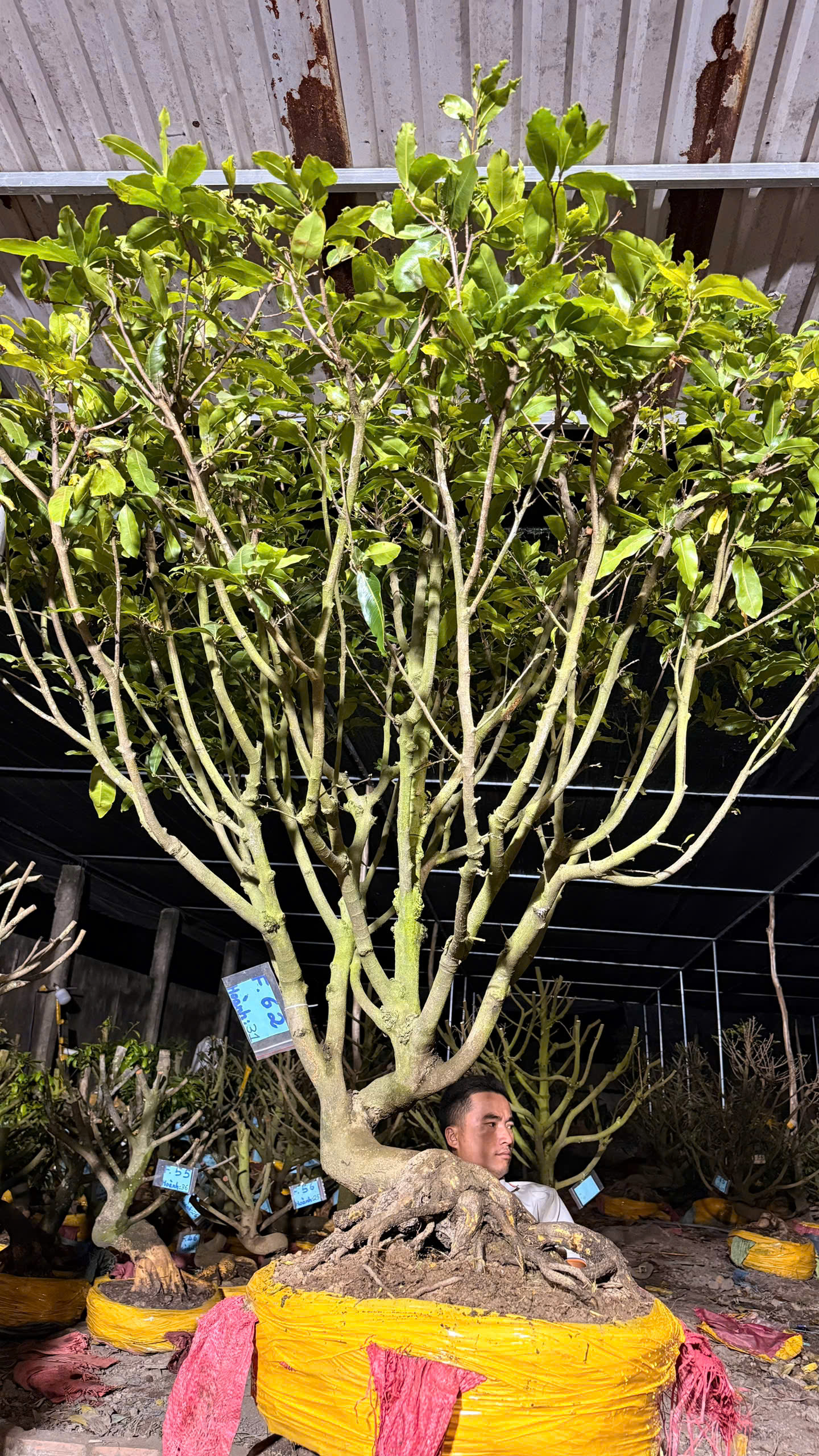 Mã F62 Mai vàng, hoành 31