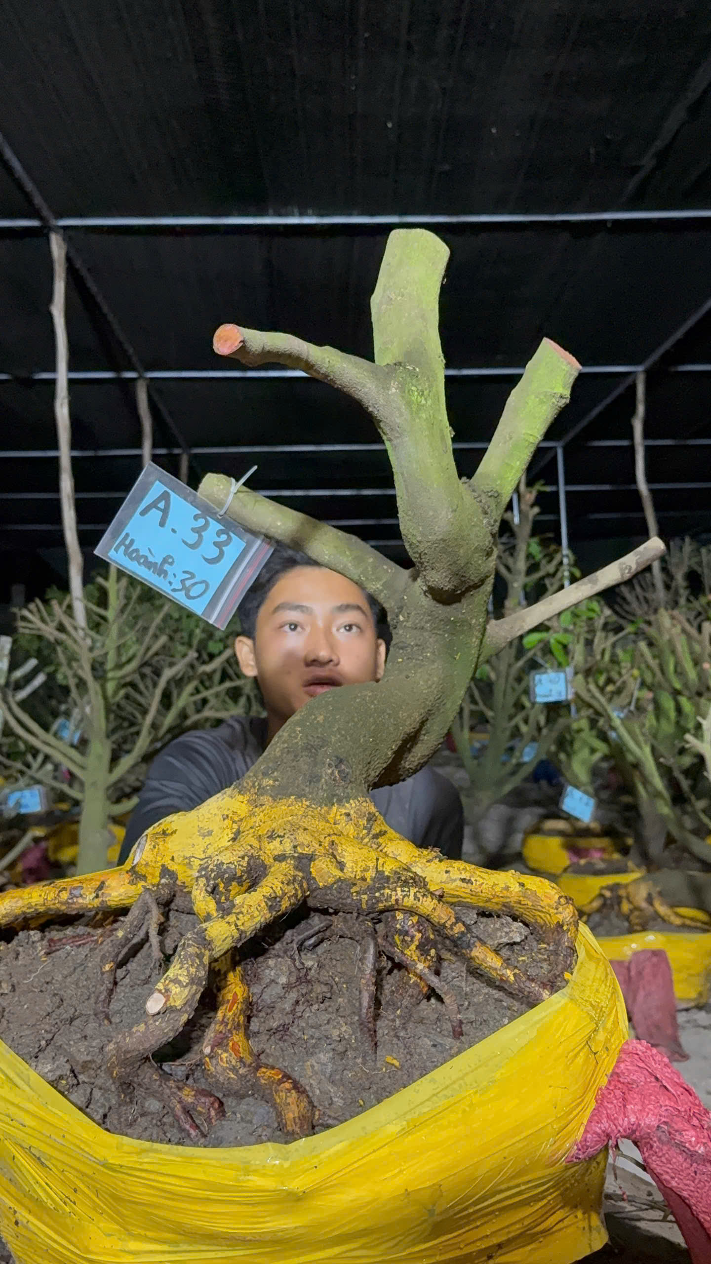 Mã A33 Mai vàng, hoành 30