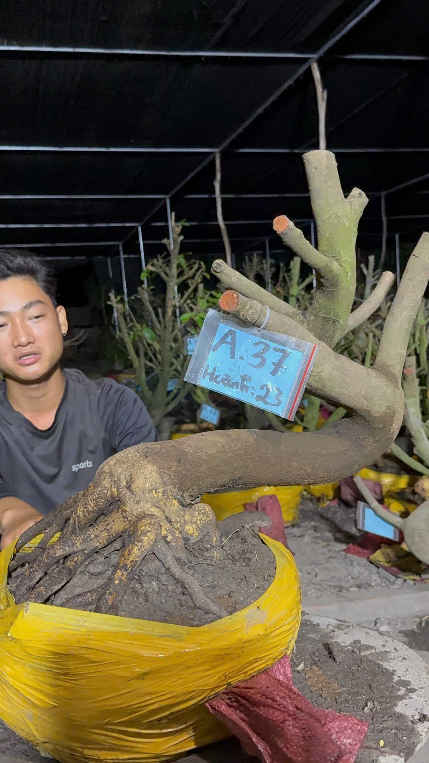 Mã A37 Mai vàng, hoành 23