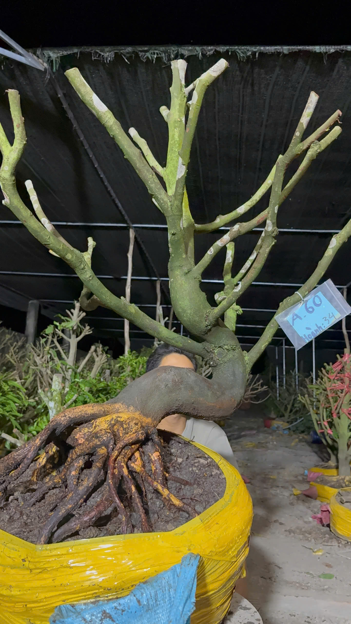 Mã A60 Mai vàng, hoành 34