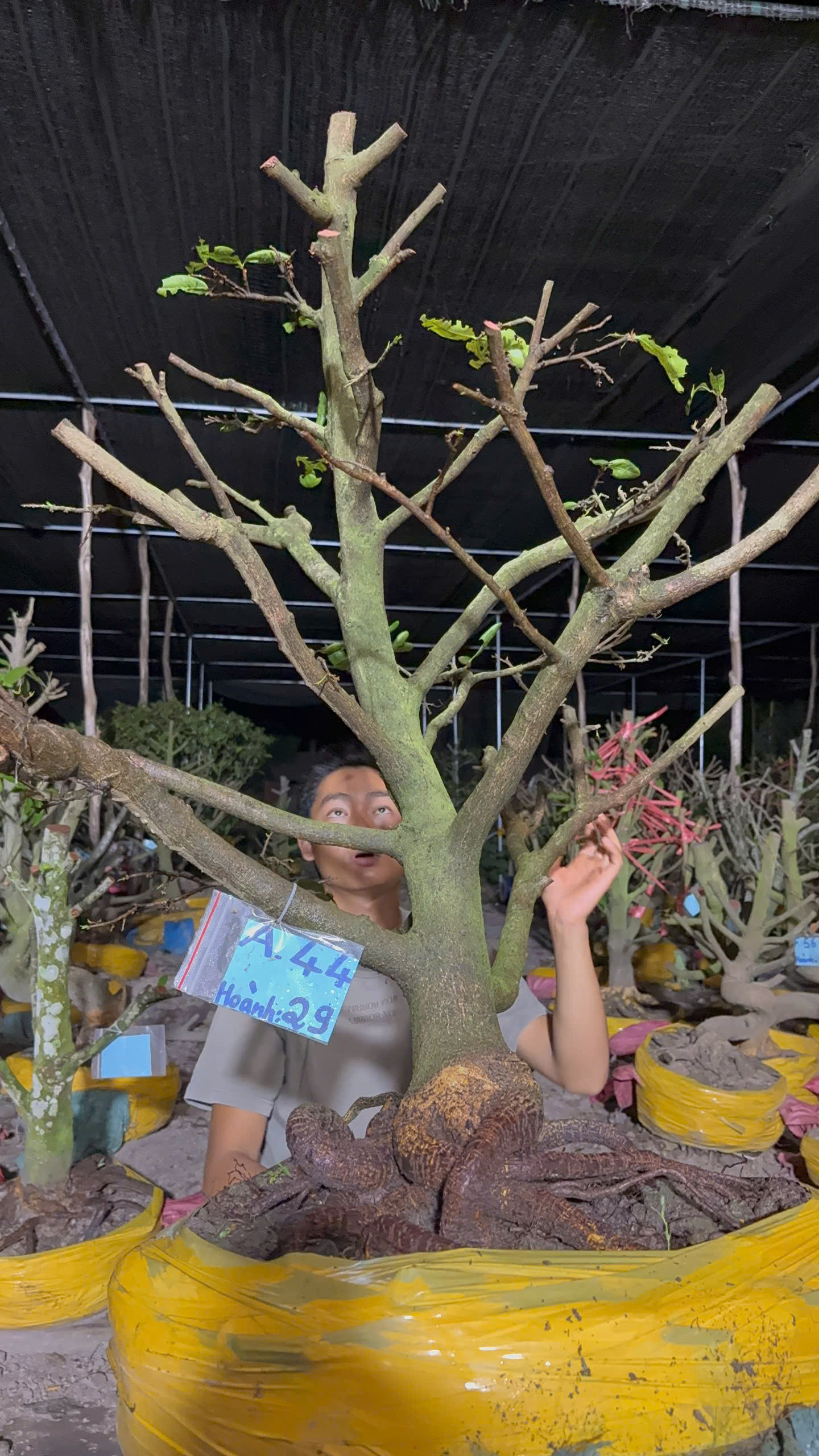 Mã A44 Mai vàng, hoành 29