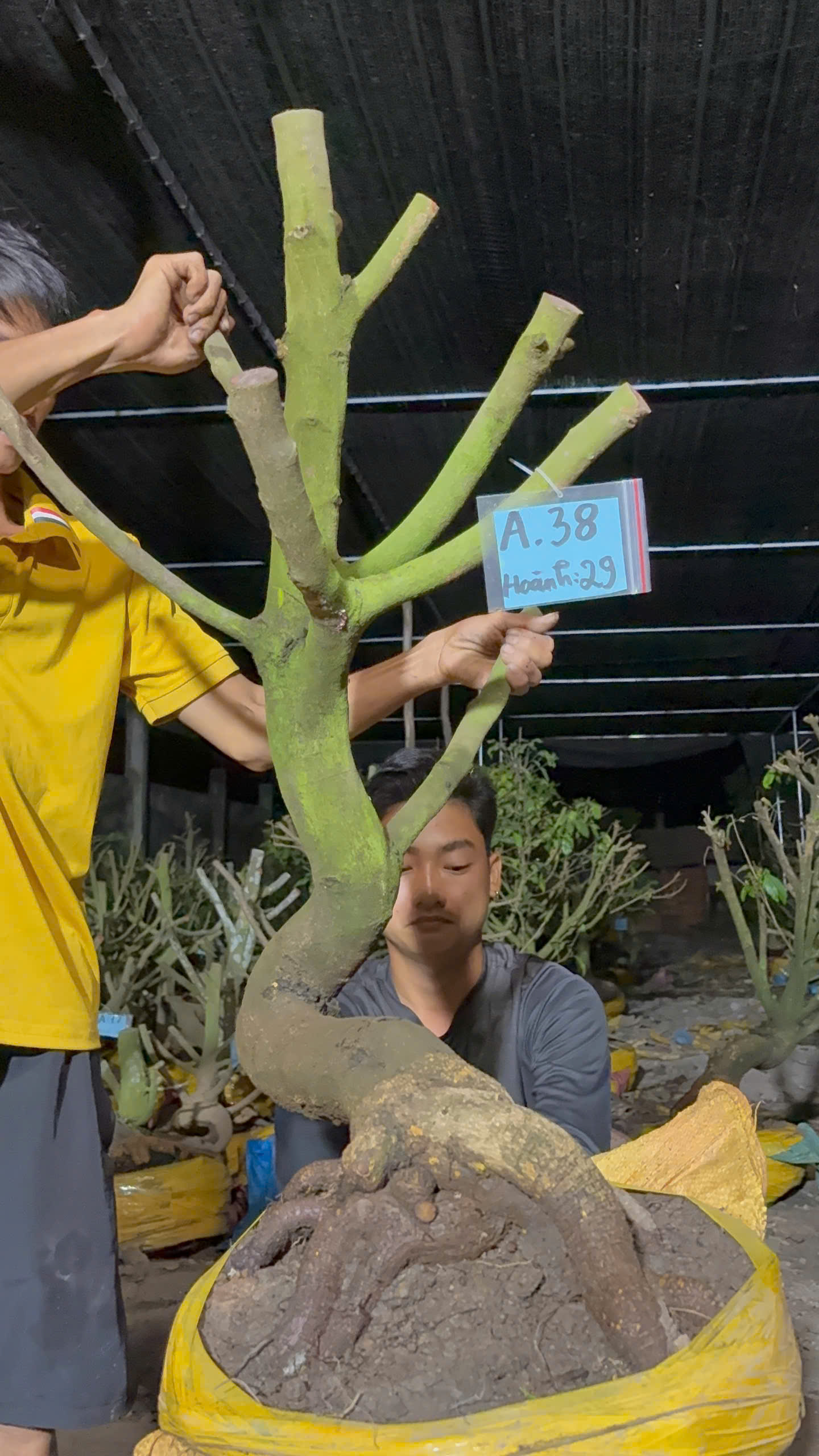 Mã A38 Mai vàng, hoành 29