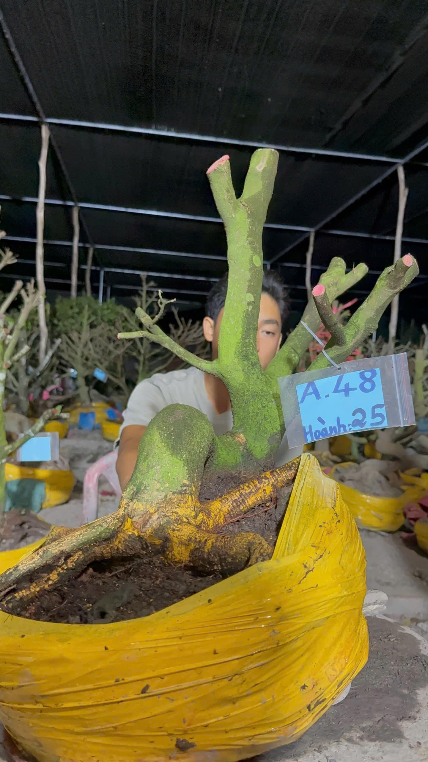 Mã A48 Mai vàng, hoành 25