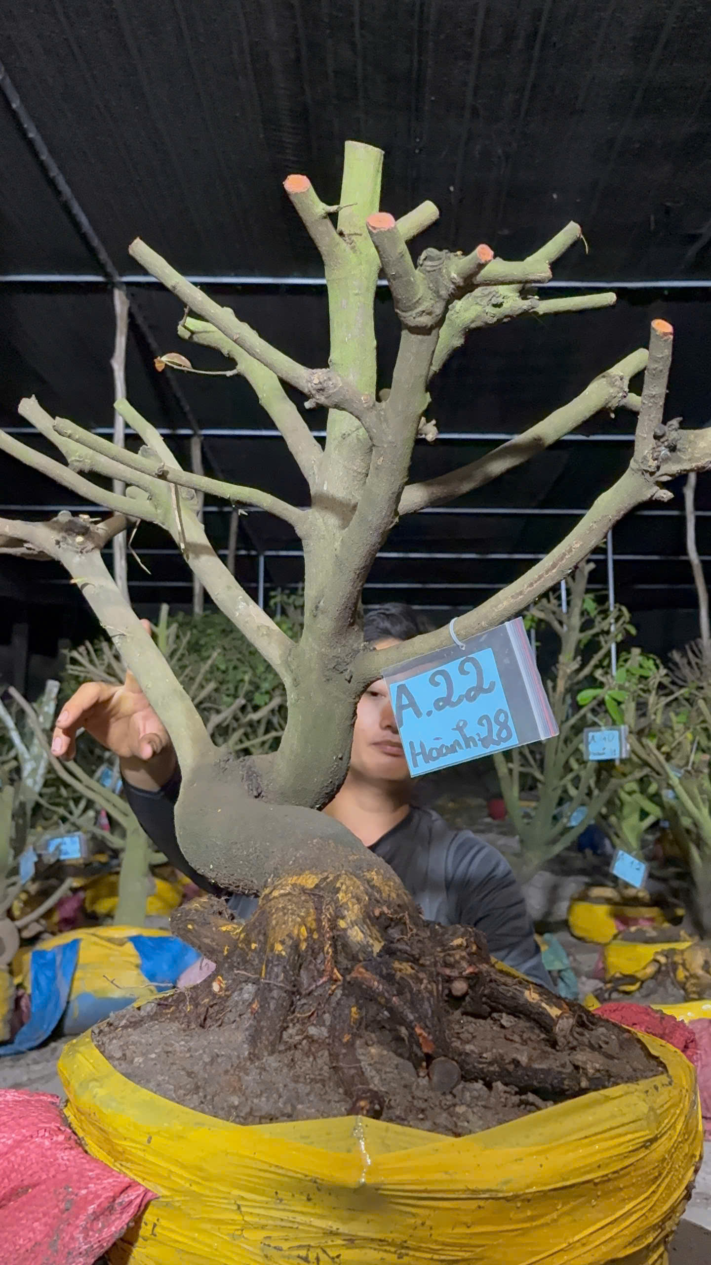 Mã A22 Mai vàng, hoành 28