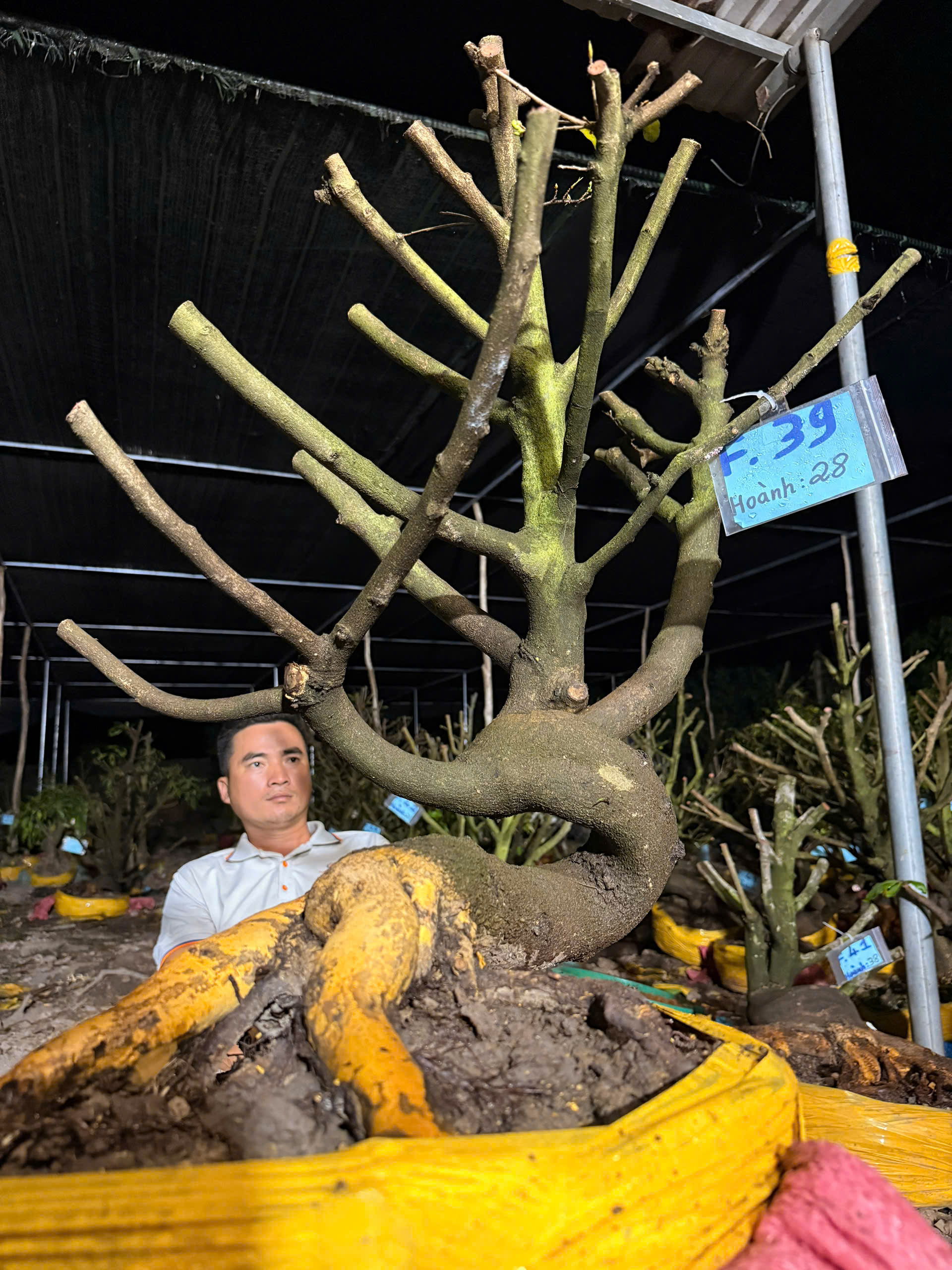 Mã F39 Mai vàng, hoành 28