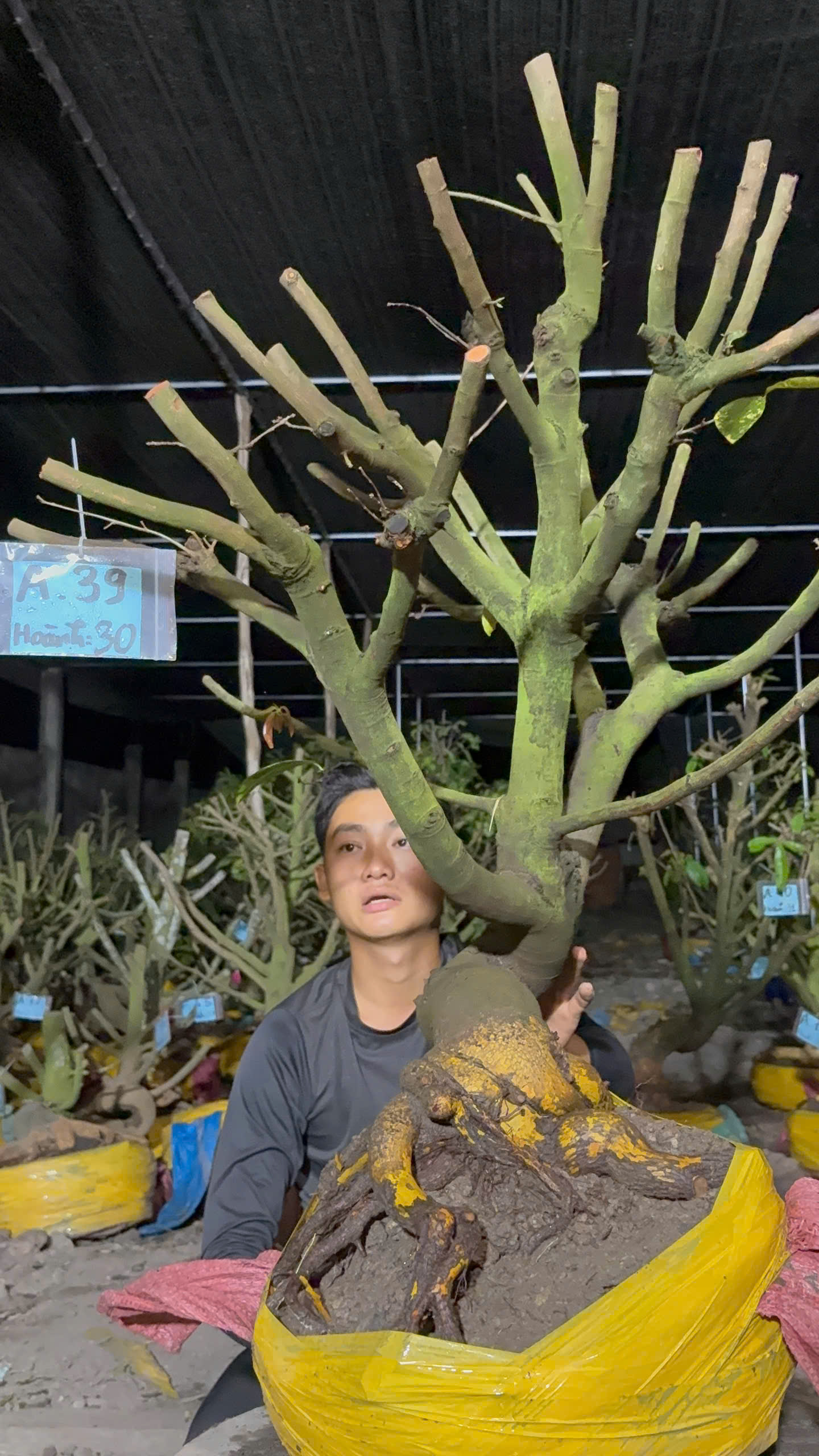 Mã A39 Mai vàng, hoành 30