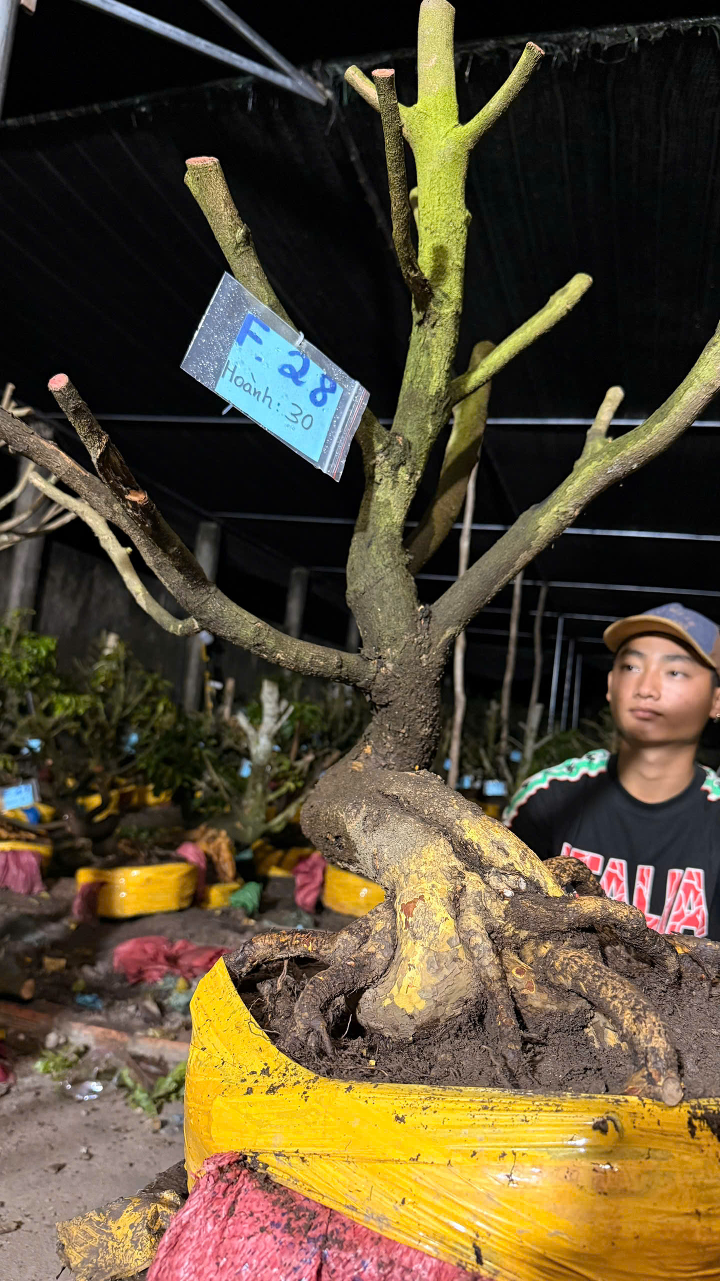 Mã F28 Mai vàng, hoành 30