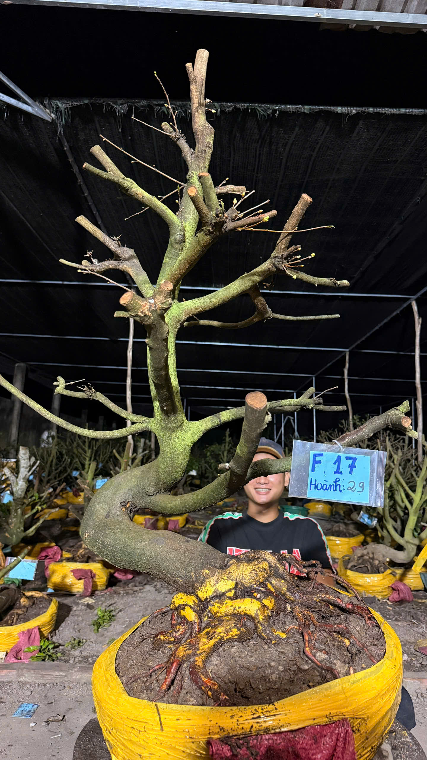 Mã F17 Mai vàng, hoành 29