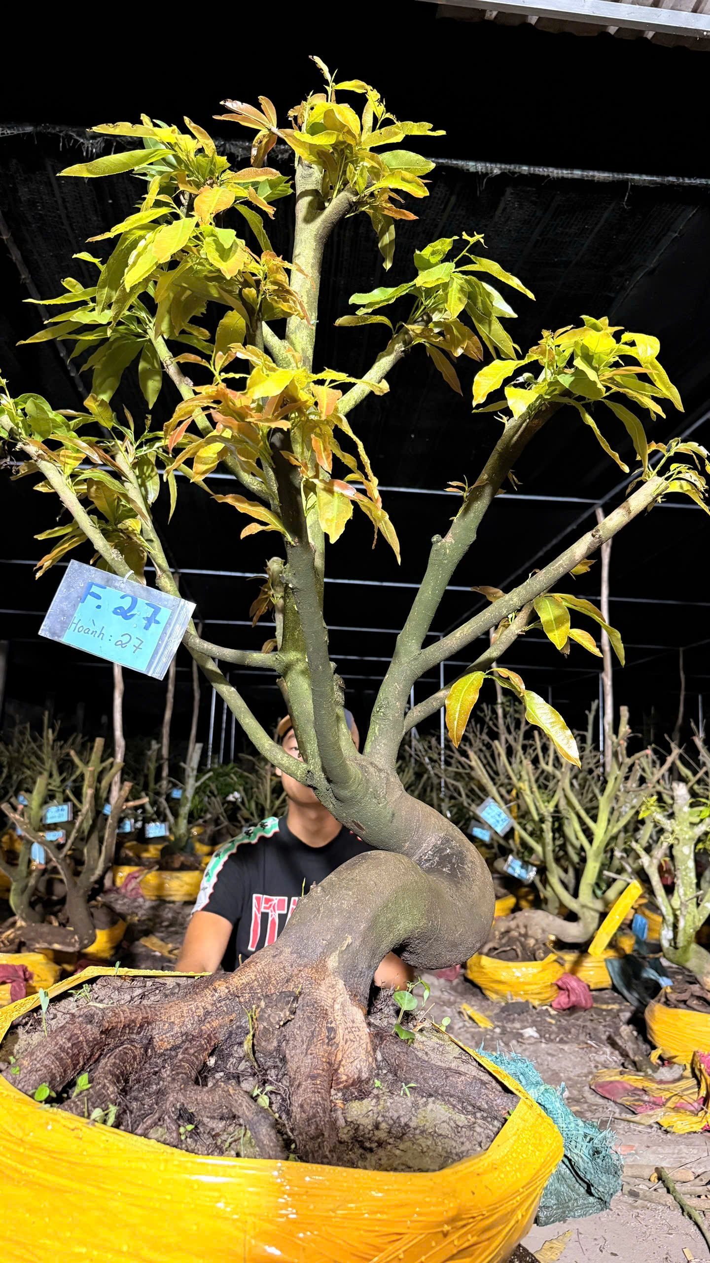 Mã F27 Mai vàng, hoành 27