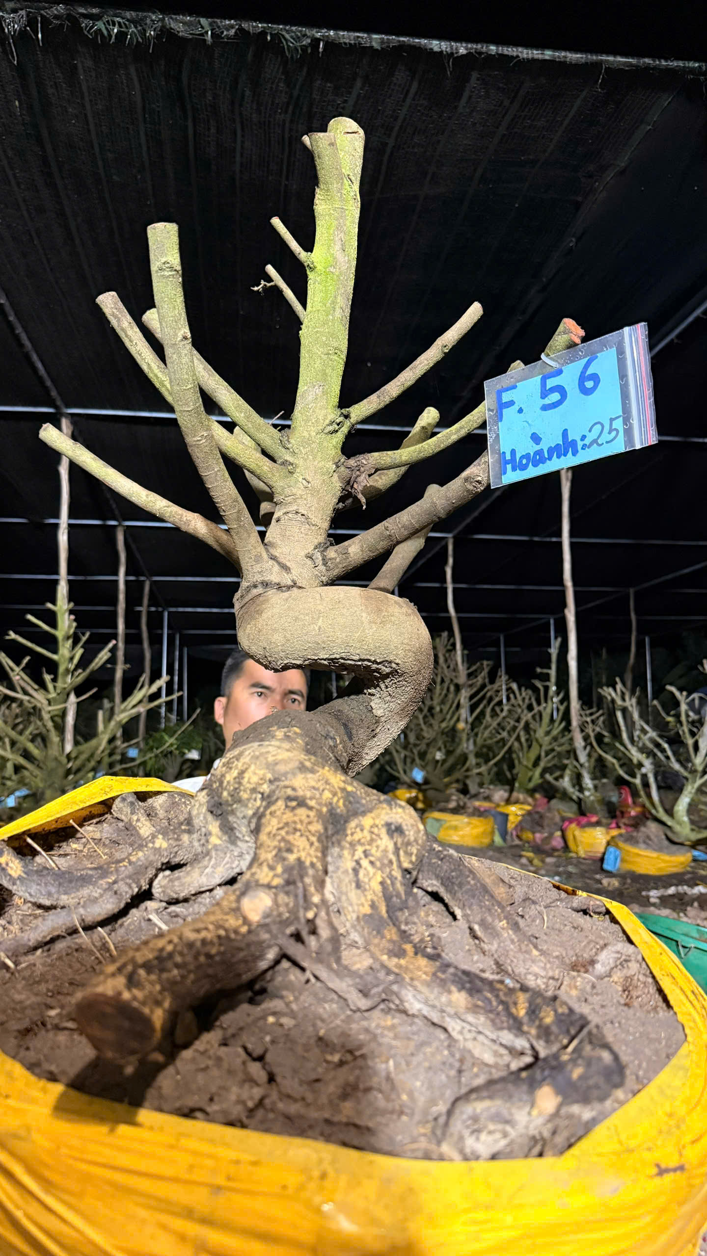 Mã F56 Mai vàng, hoành 25