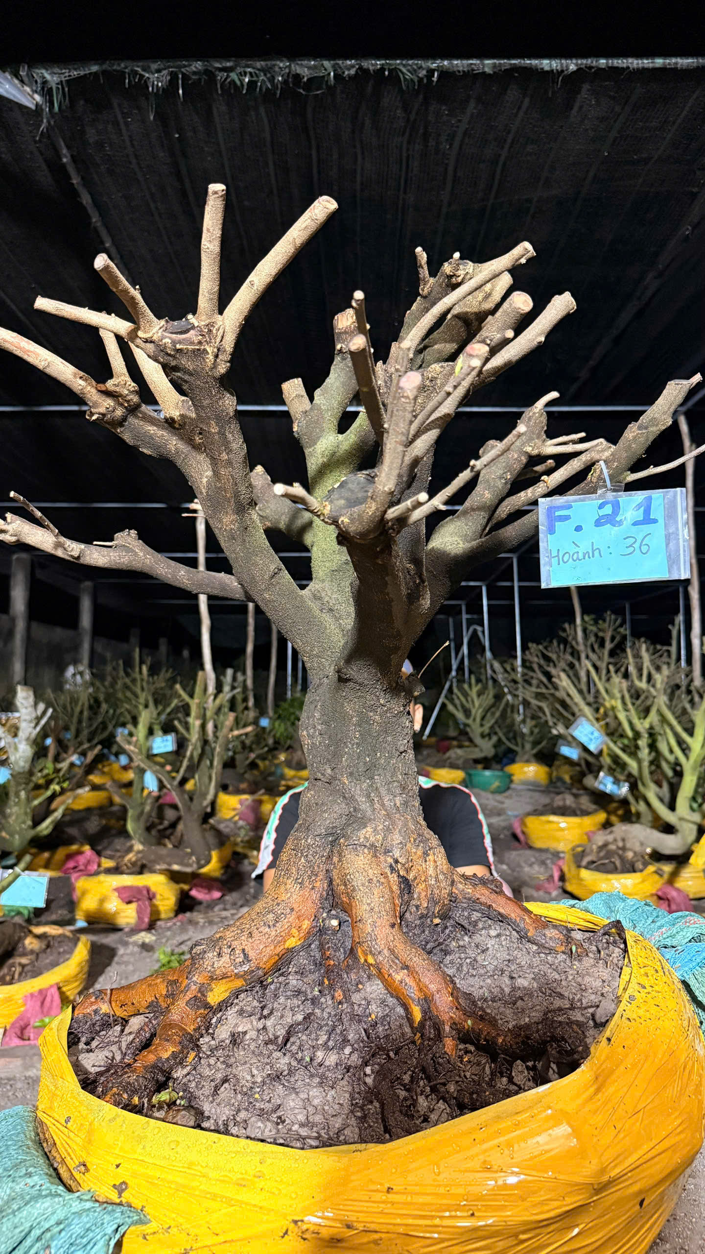 Mã F21 Mai vàng, hoành 36