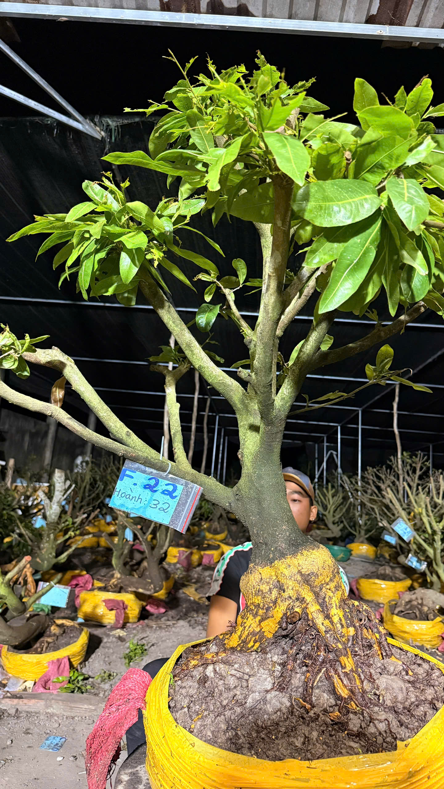 Mã F22 Mai vàng, hoành 32