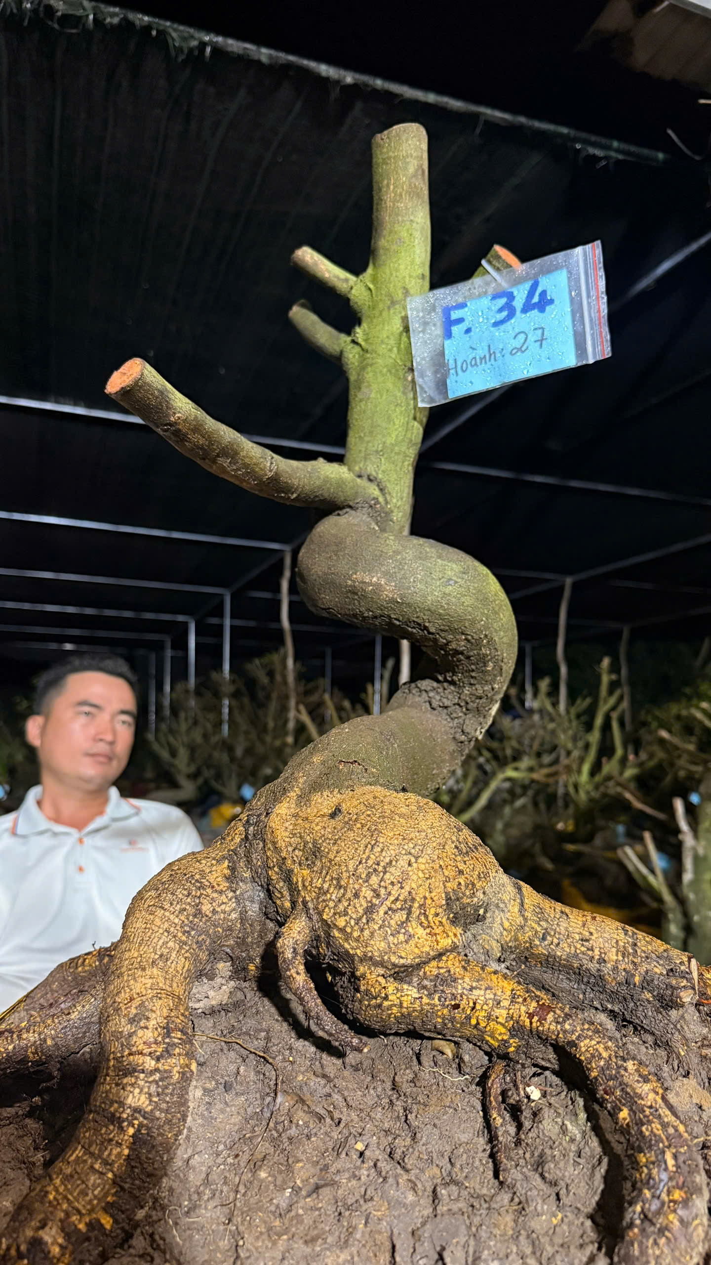 Mã F34 Mai vàng, hoành 27