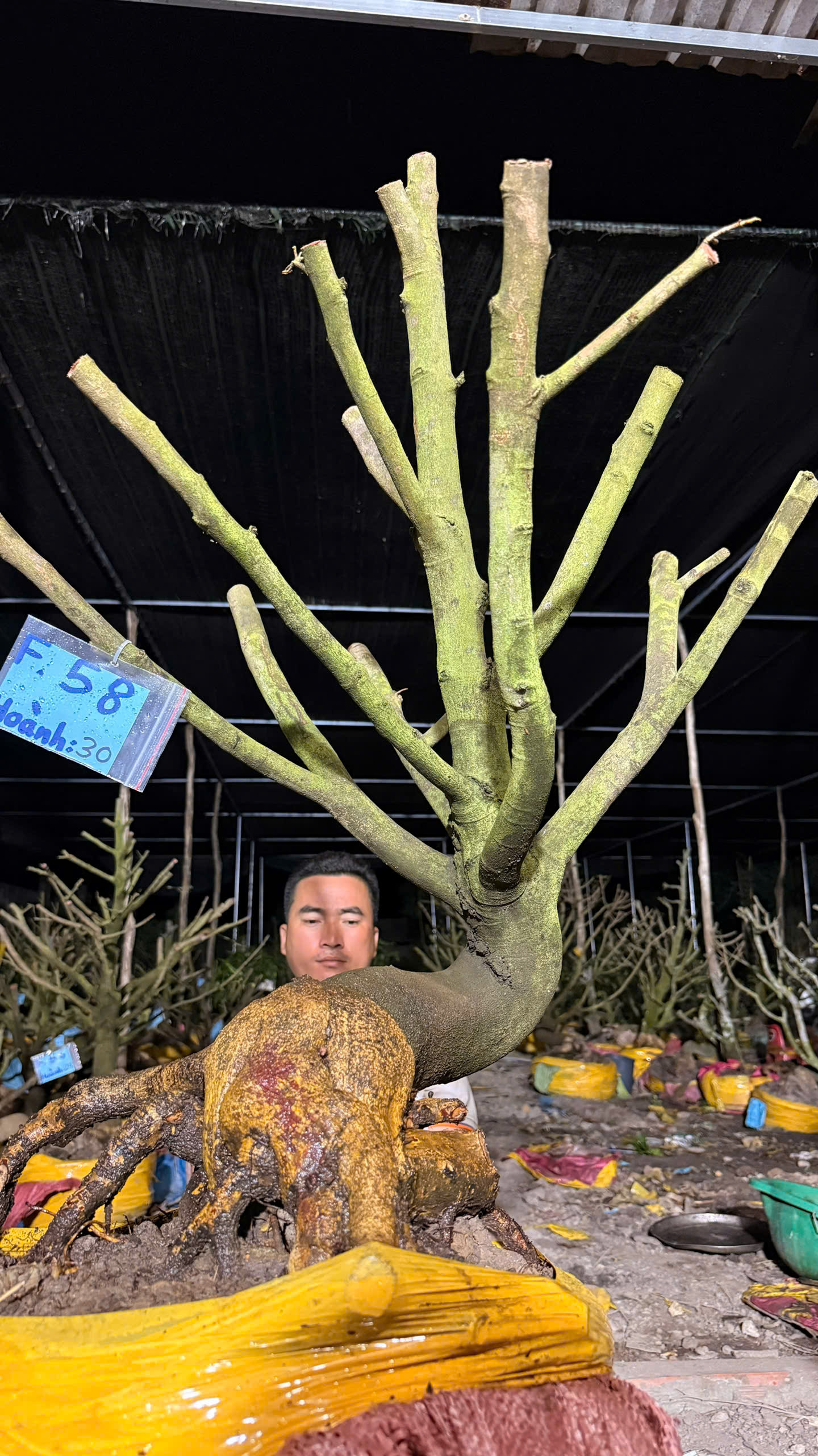 Mã F58 Mai vàng, hoành 30