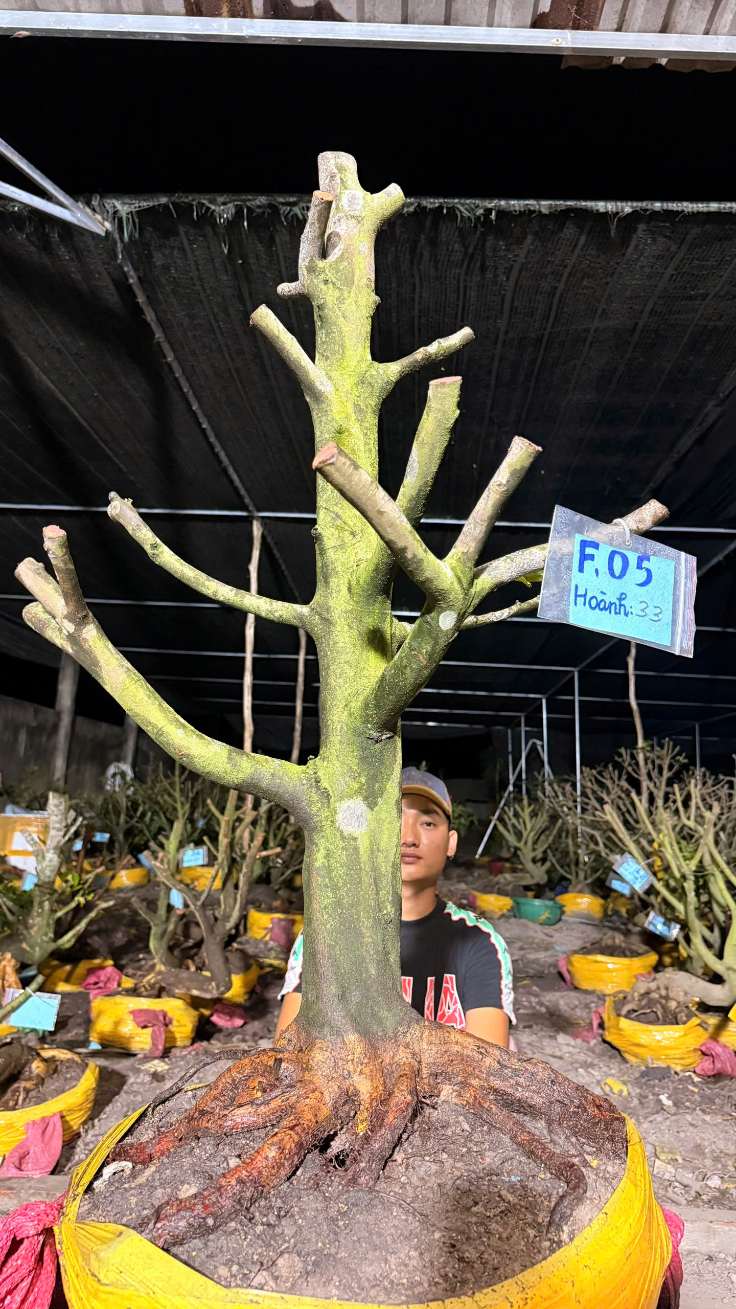 Mã F05 Mai vàng, hoành 33