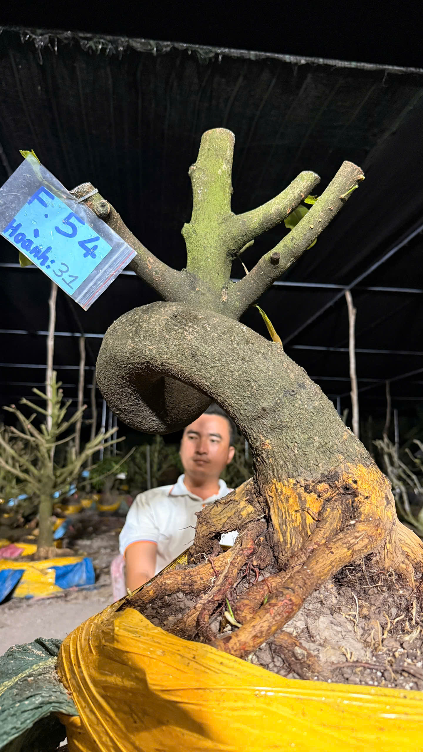 Mã F54 Mai vàng, hoành 31