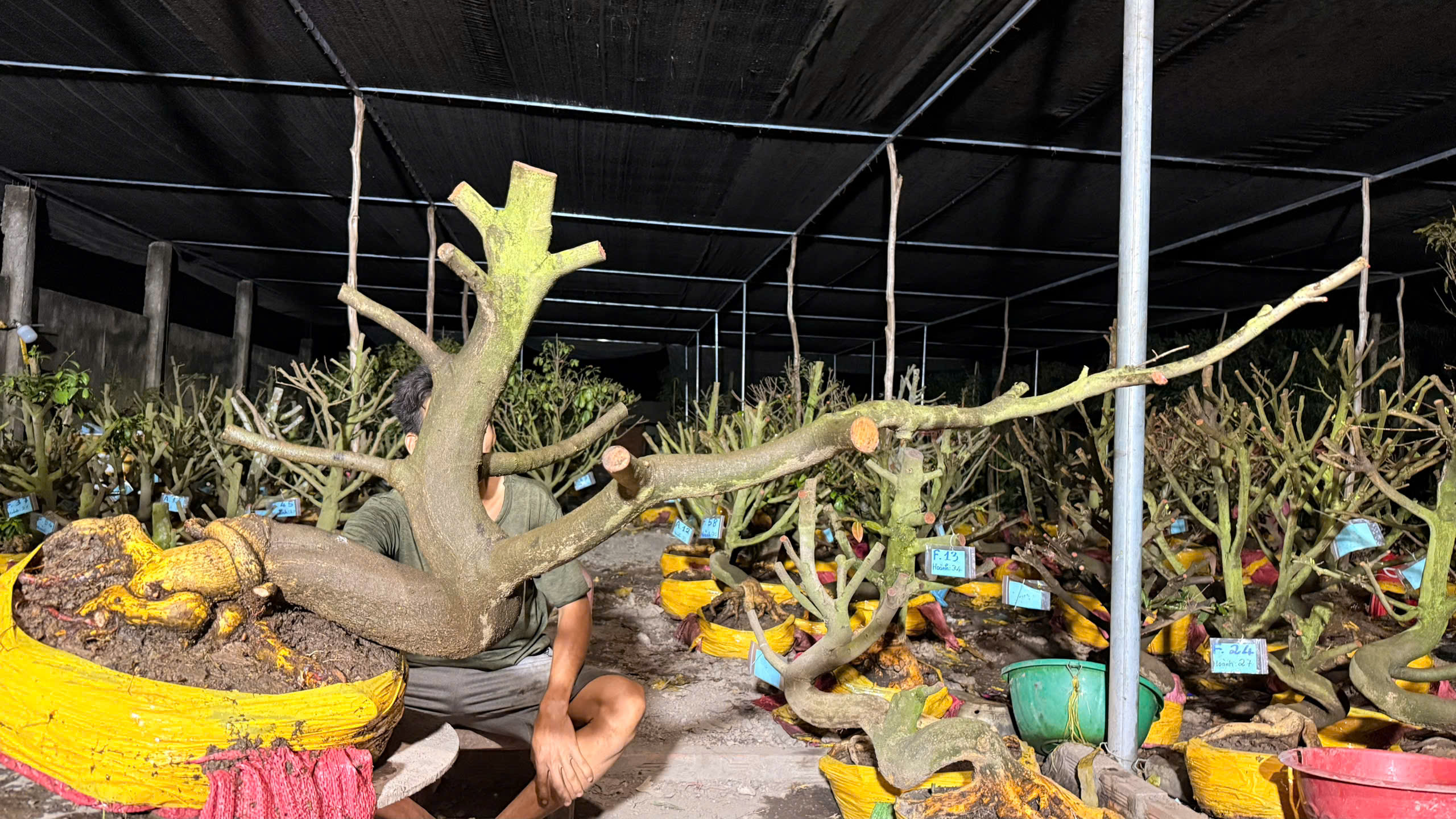 Mã A35 Mai vàng, hoành 30