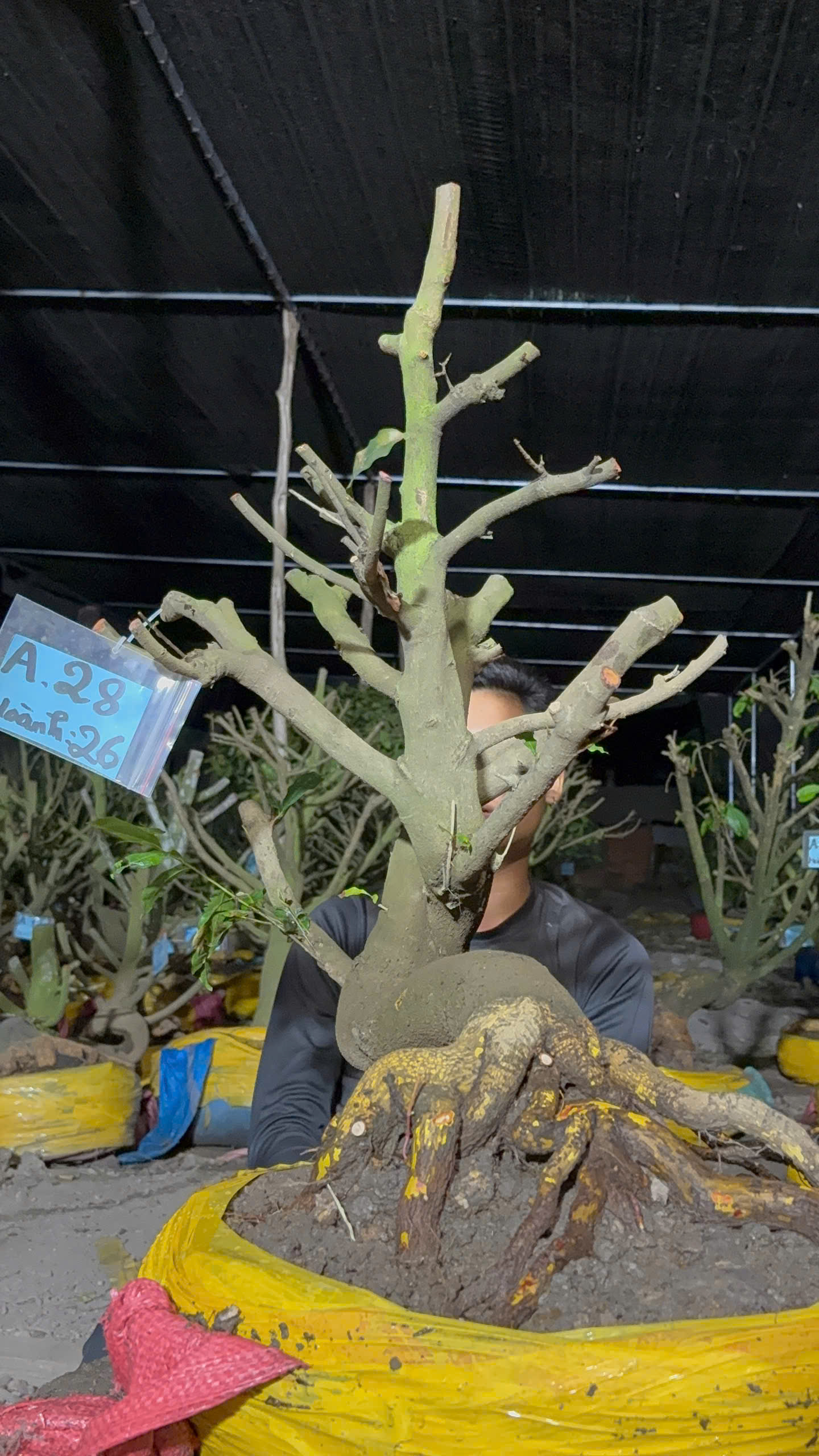 Mã A28 Mai vàng, hoành 26