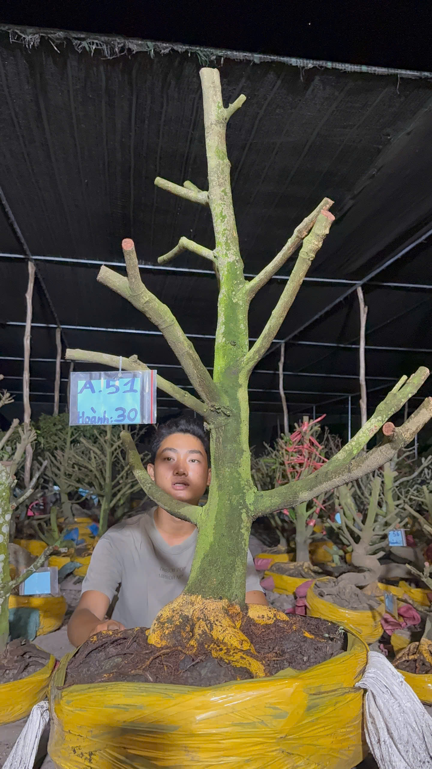 Mã A51 Mai vàng, hoành 30