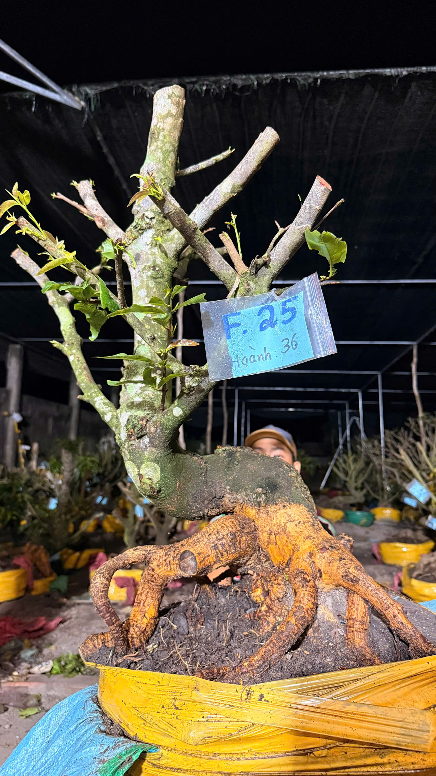 Mã F25 Mai vàng, hoành 36