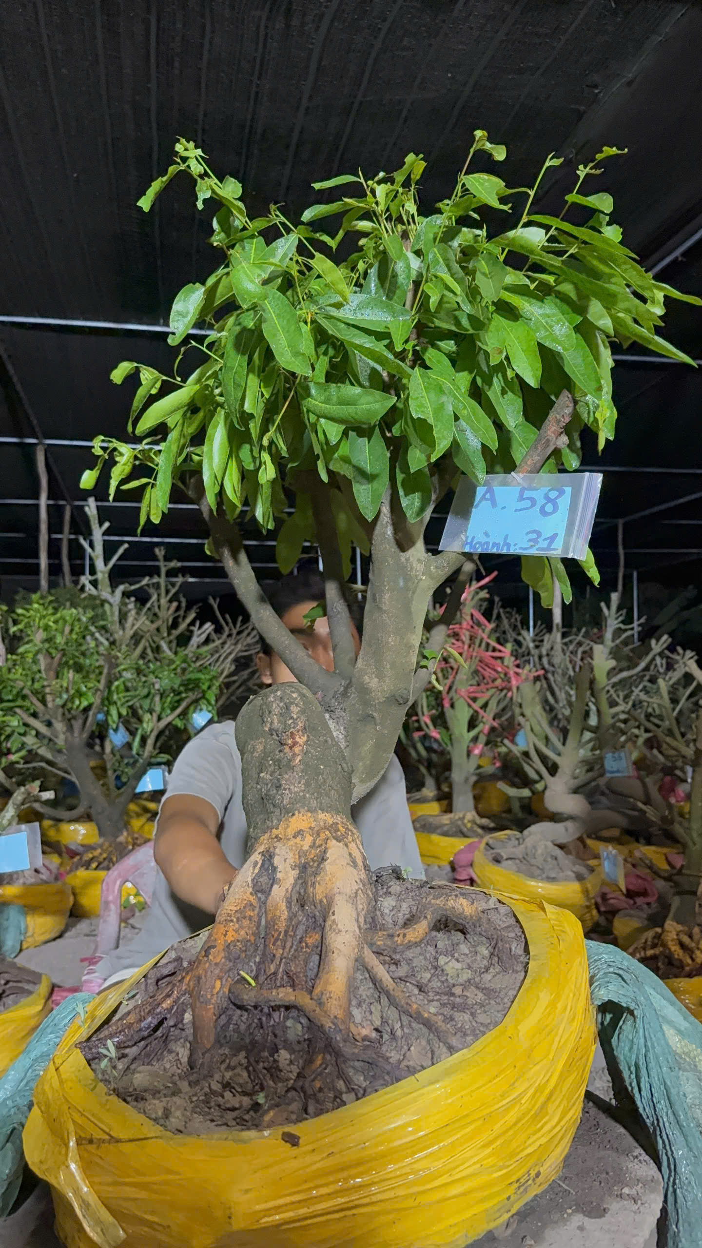 Mã A58 Mai vàng, hoành 31