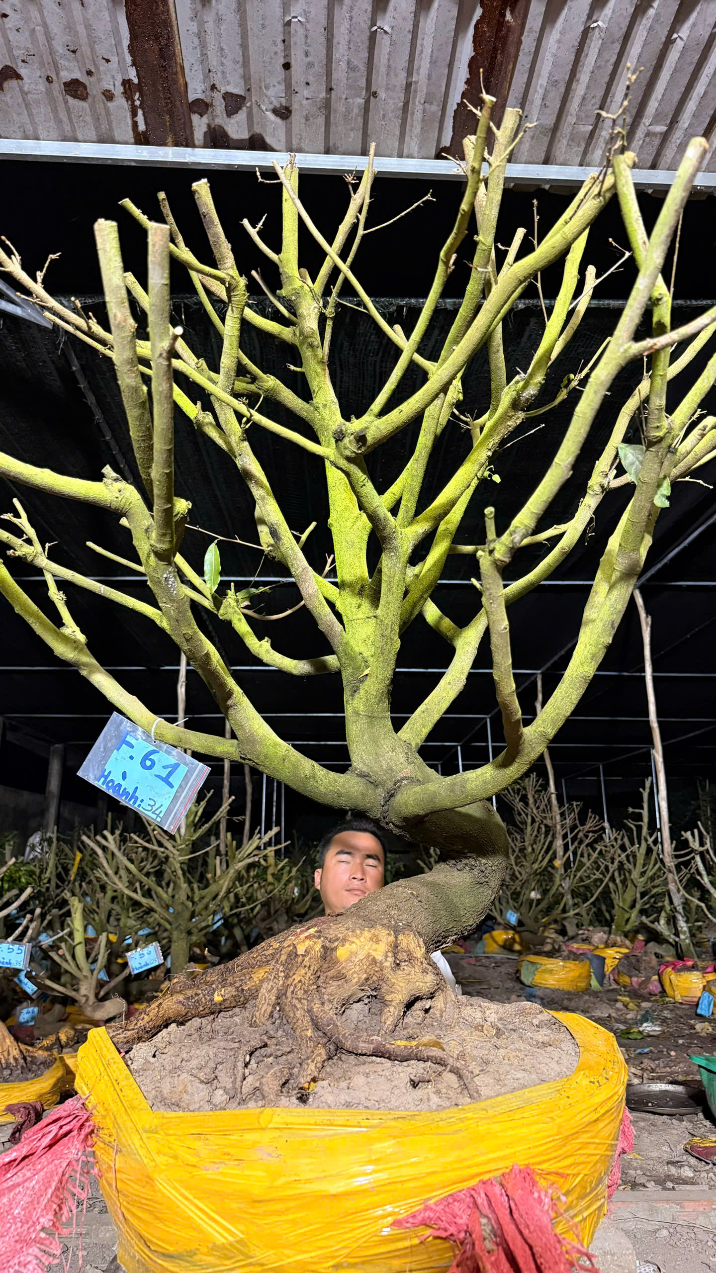 Mã F61 Mai vàng, hoành 34