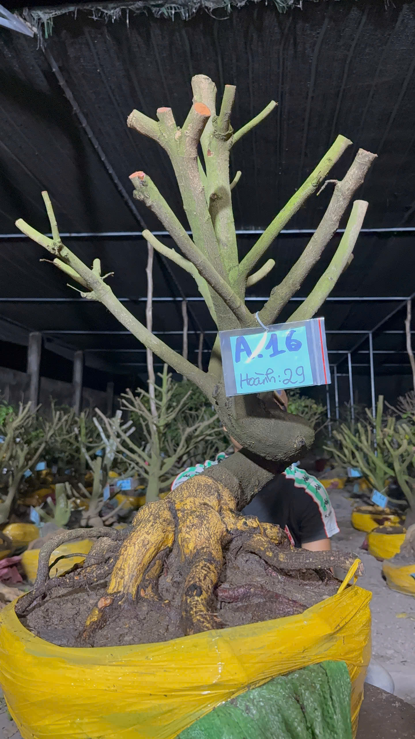 Mã A16 Mai vàng, hoành 29