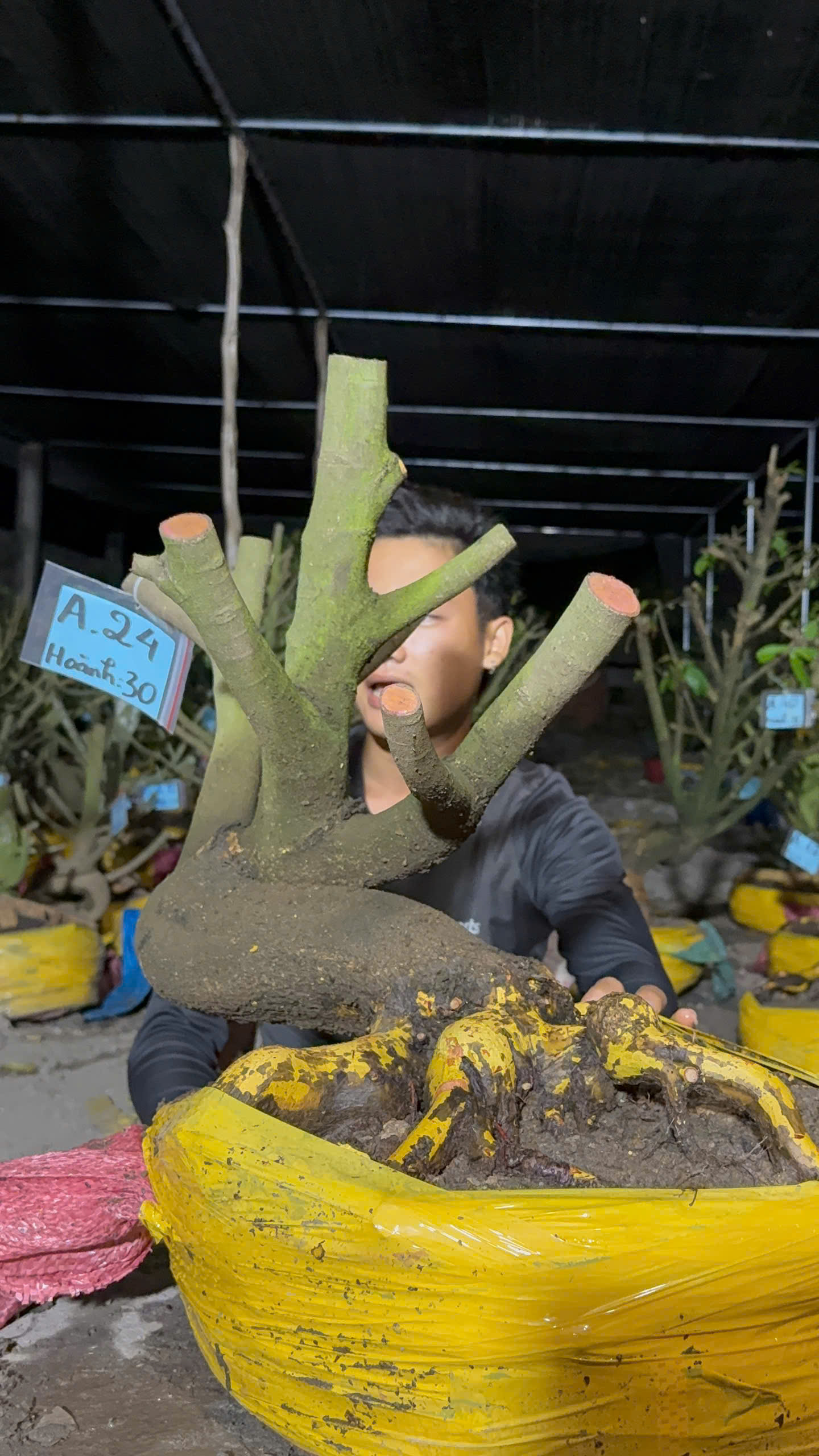 Mã A24 Mai vàng, hoành 30