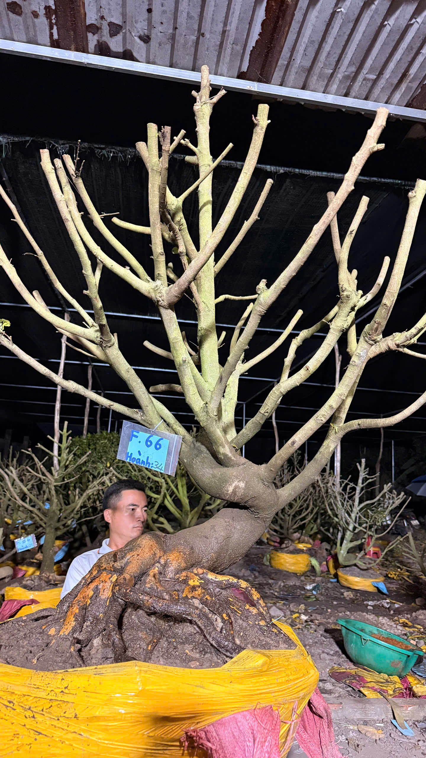 Mã F66 Mai vàng, hoành 34