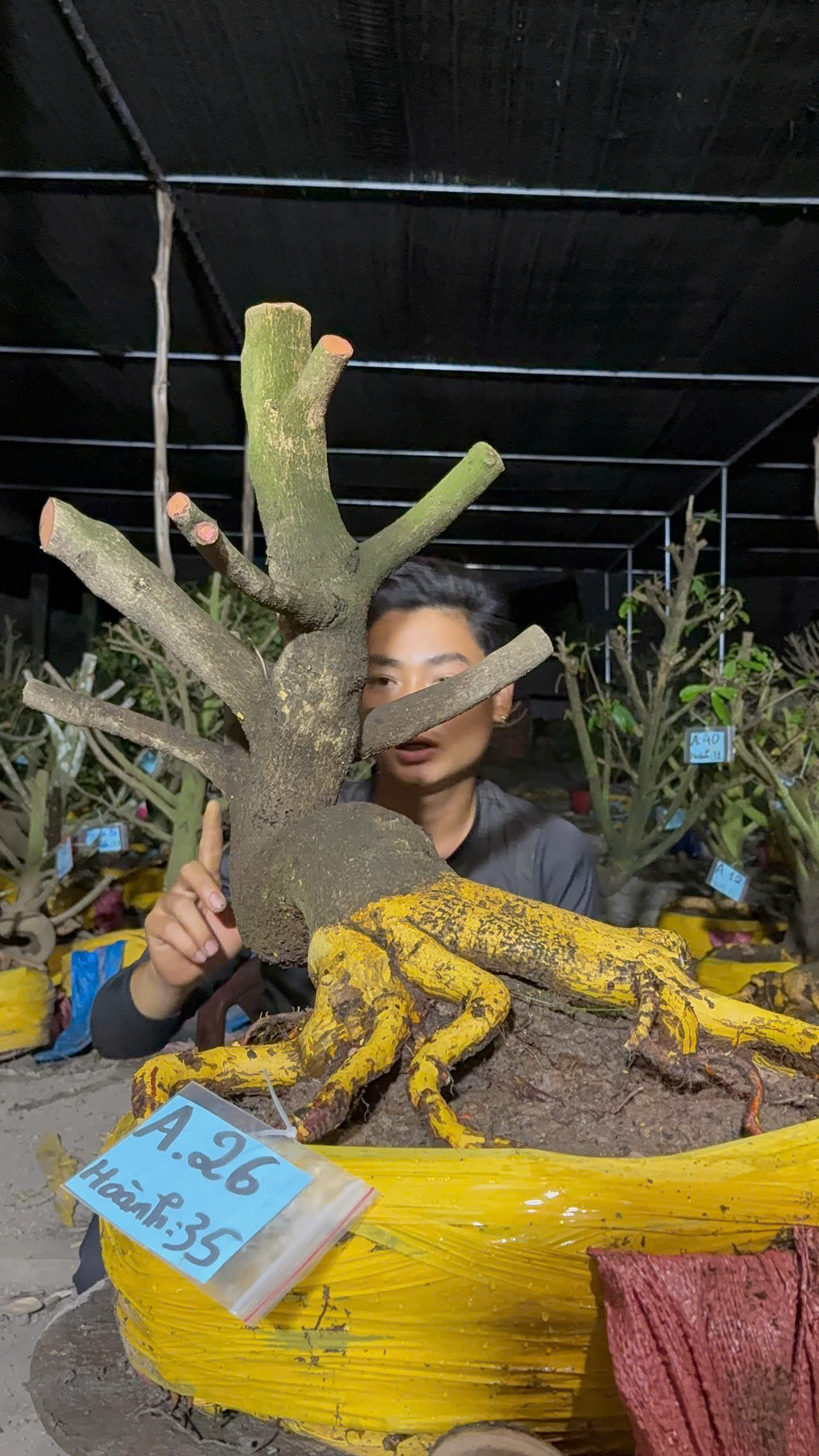 Mã A26 Mai vàng, hoành 35