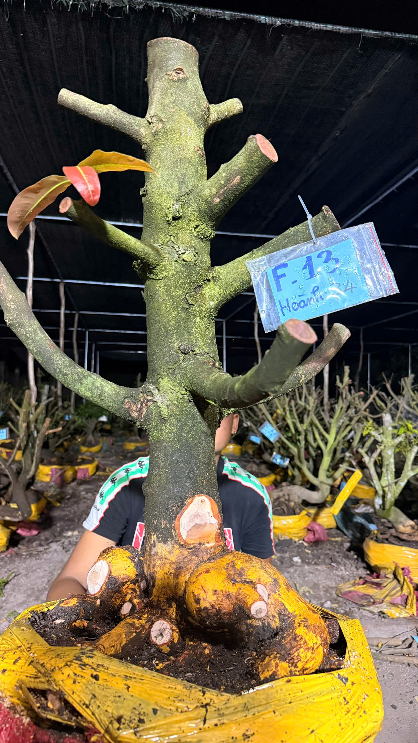 Mã F13 Mai vàng, hoành 34