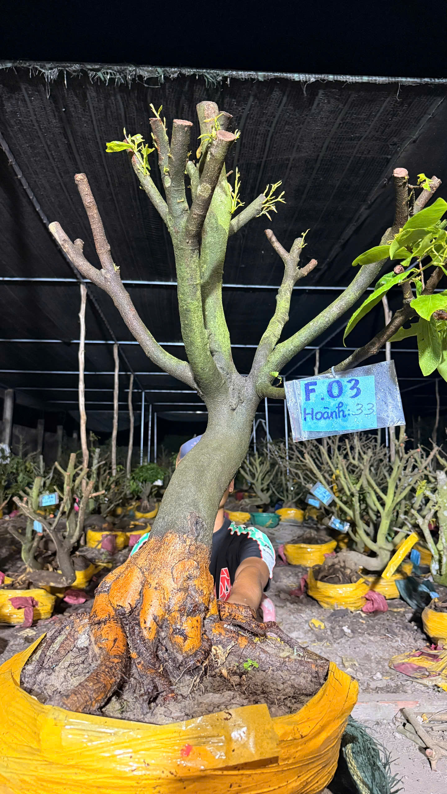 Mã F03 Mai Vàng, Hoành 33