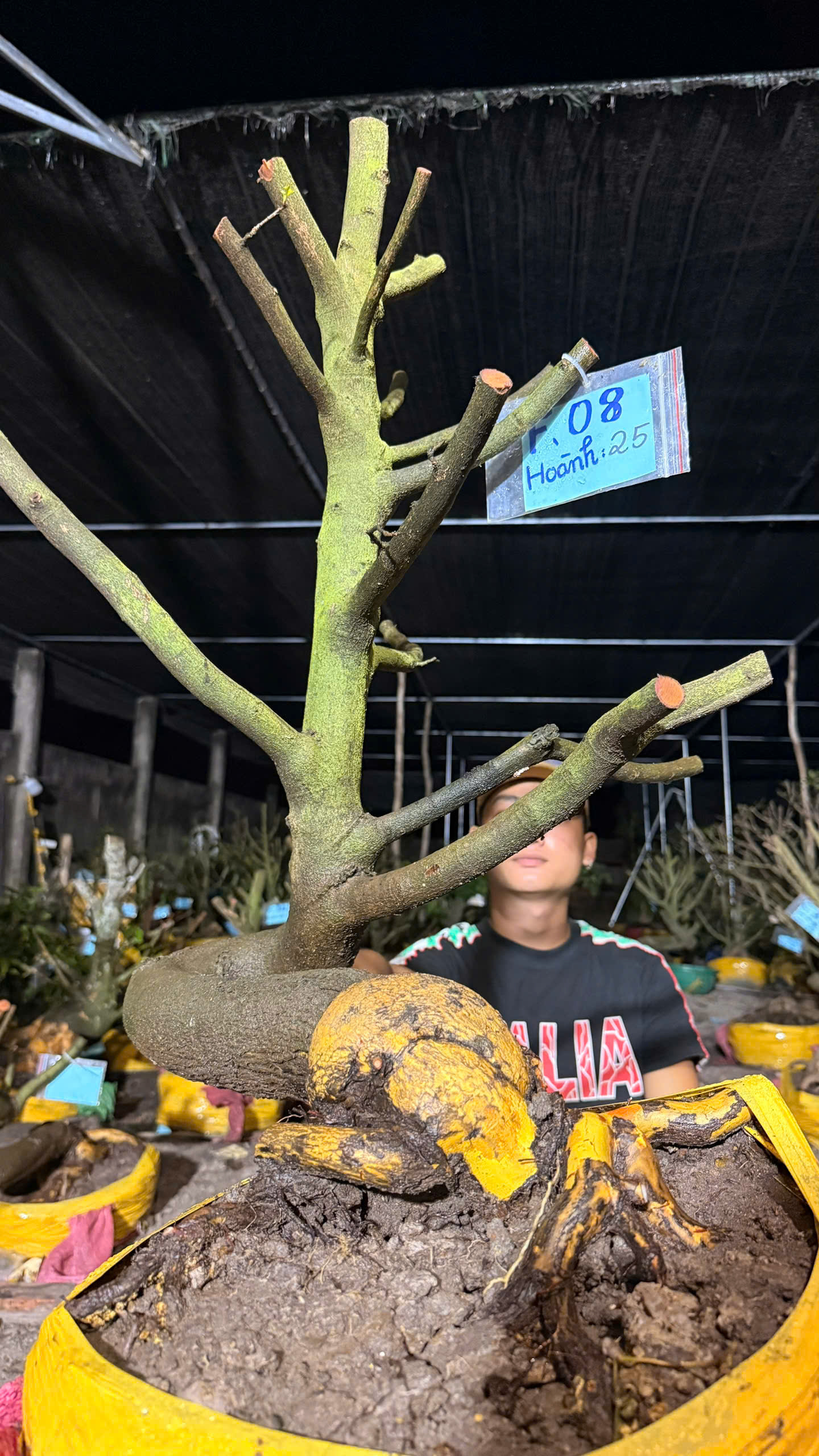 Mã F08 Mai vàng, hoành 25