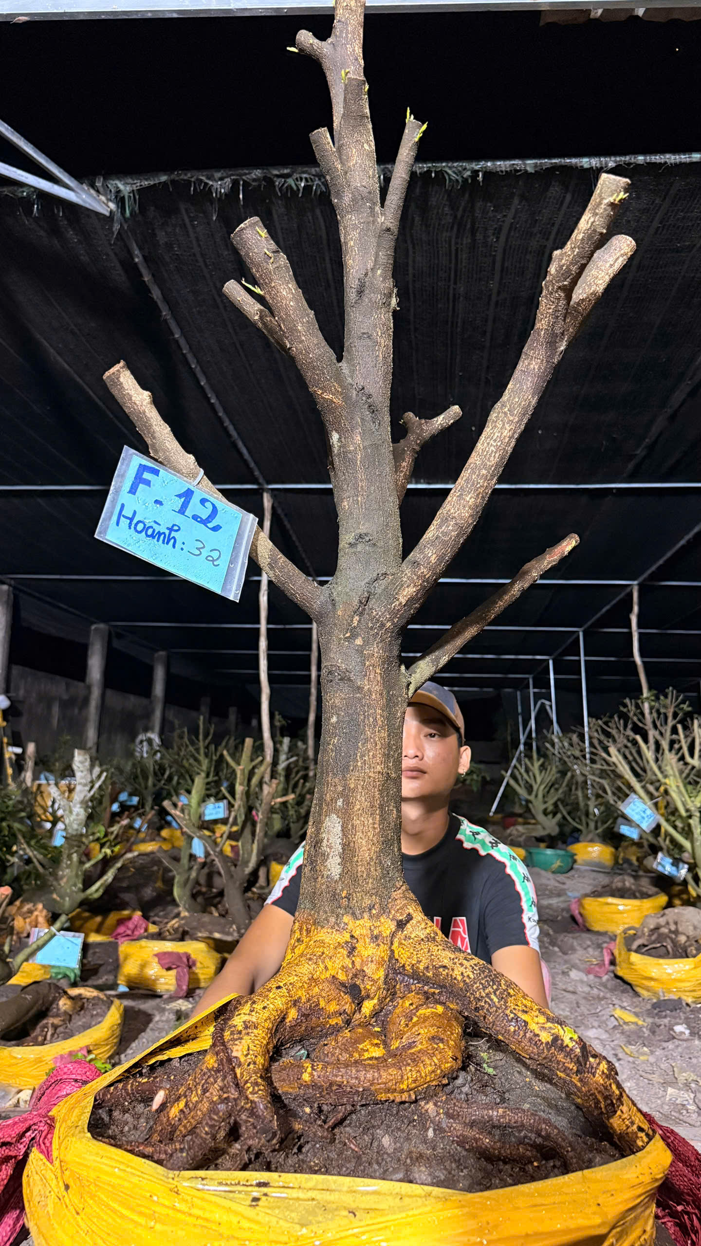 Mã F12 Mai vàng, hoành 32