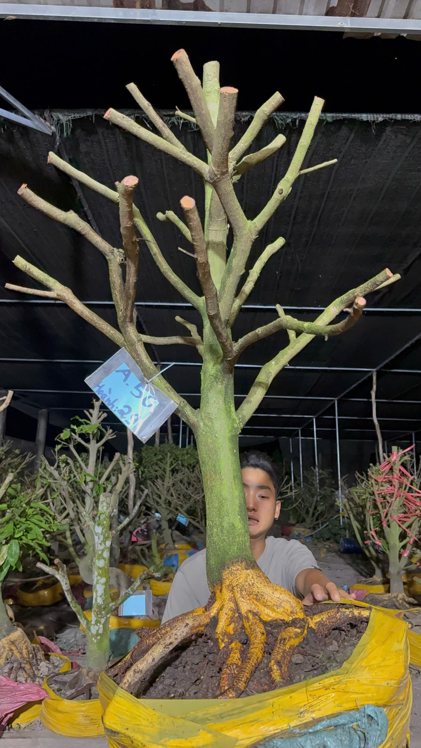 Mã A50 Mai vàng, hoành 29