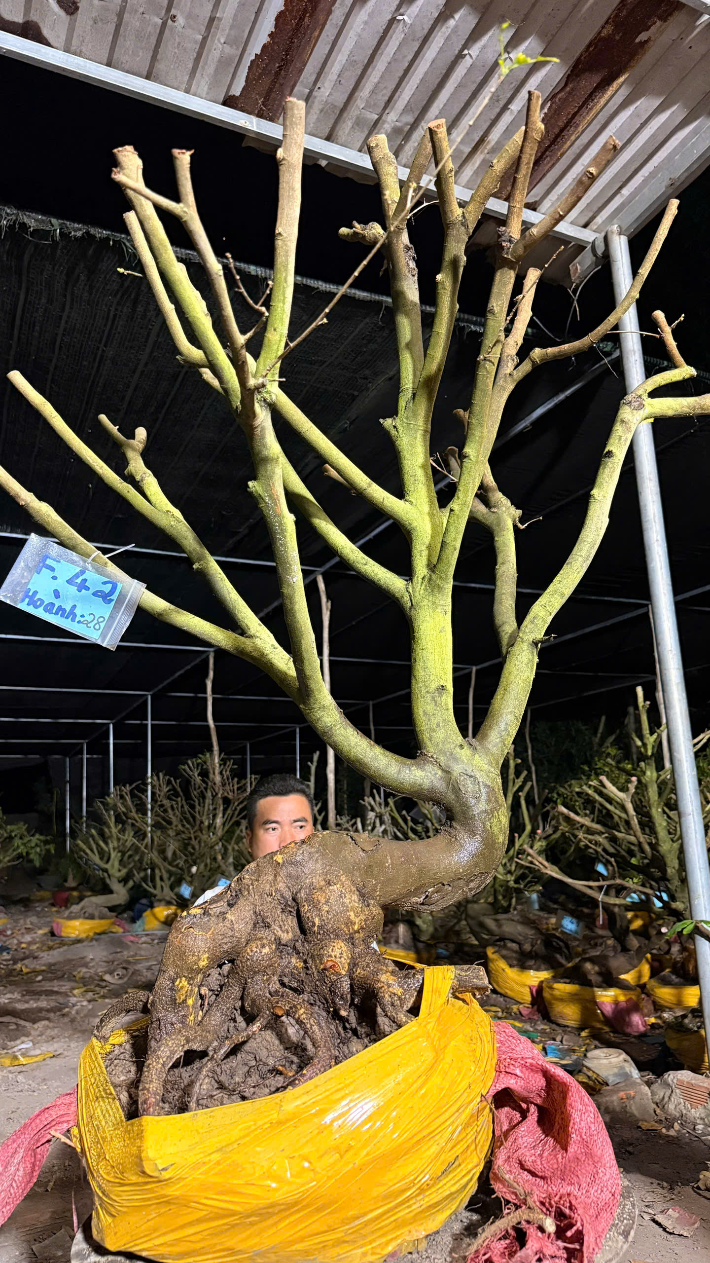 Mã F42 Mai vàng, hoành 28