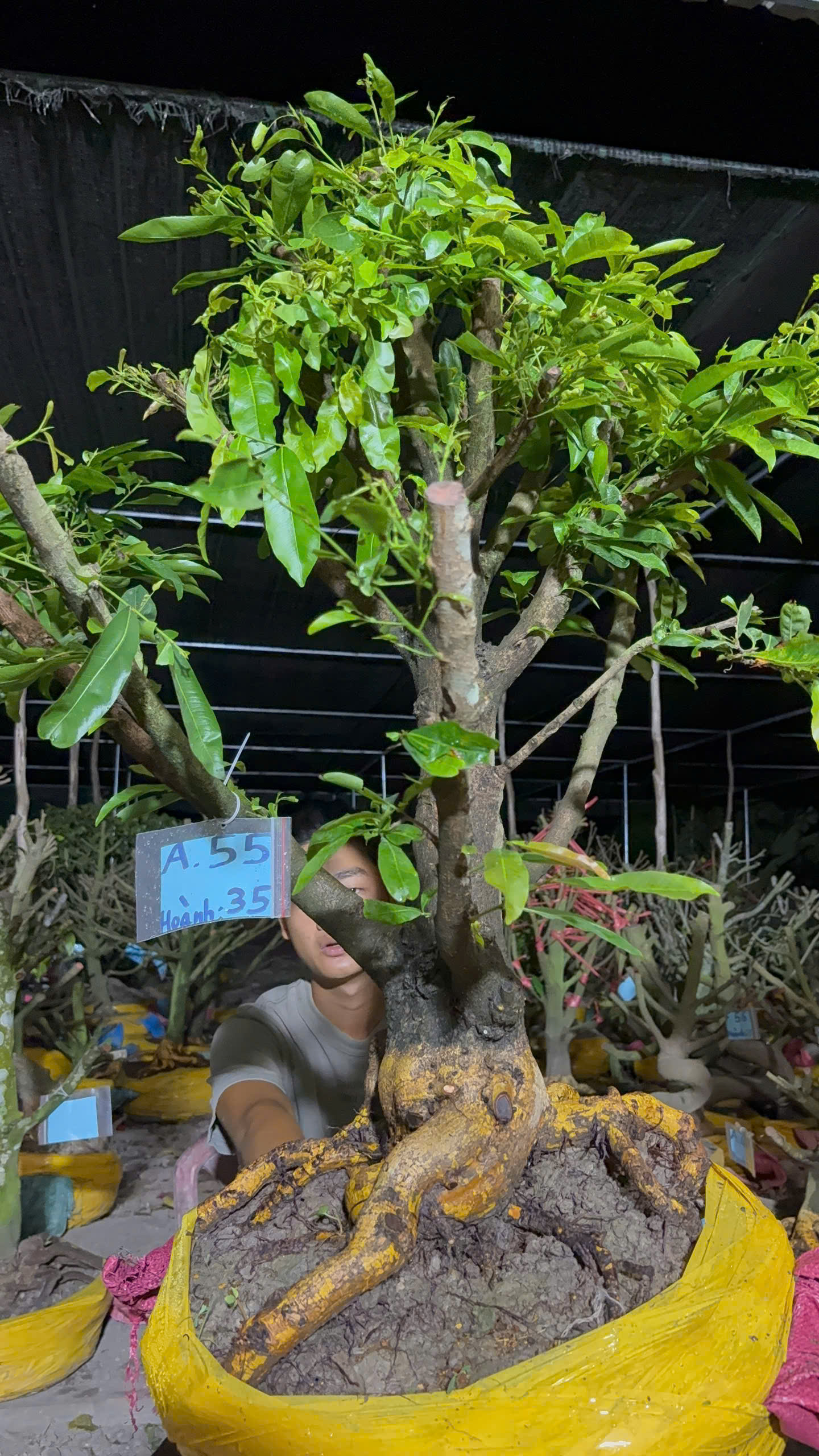 Mã A55 Mai vàng, hoành 35