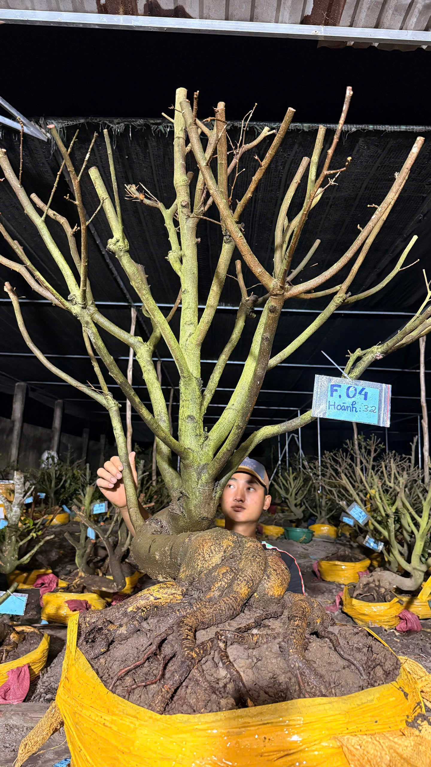 Mã F04 Mai vàng, hoành 32