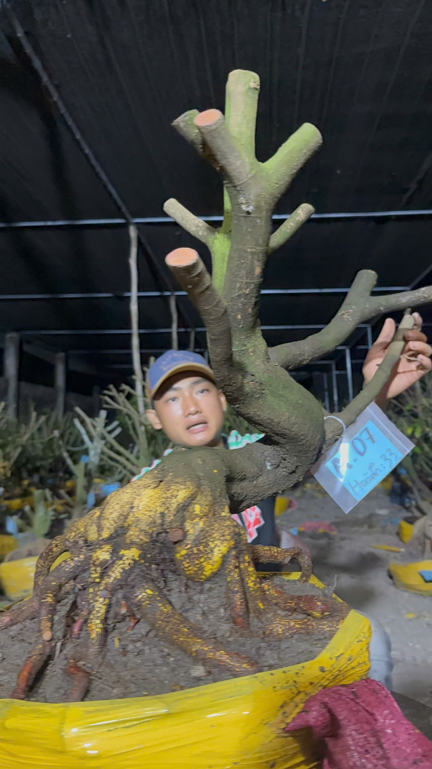 Mã 07 Mai vàng, hoành 33