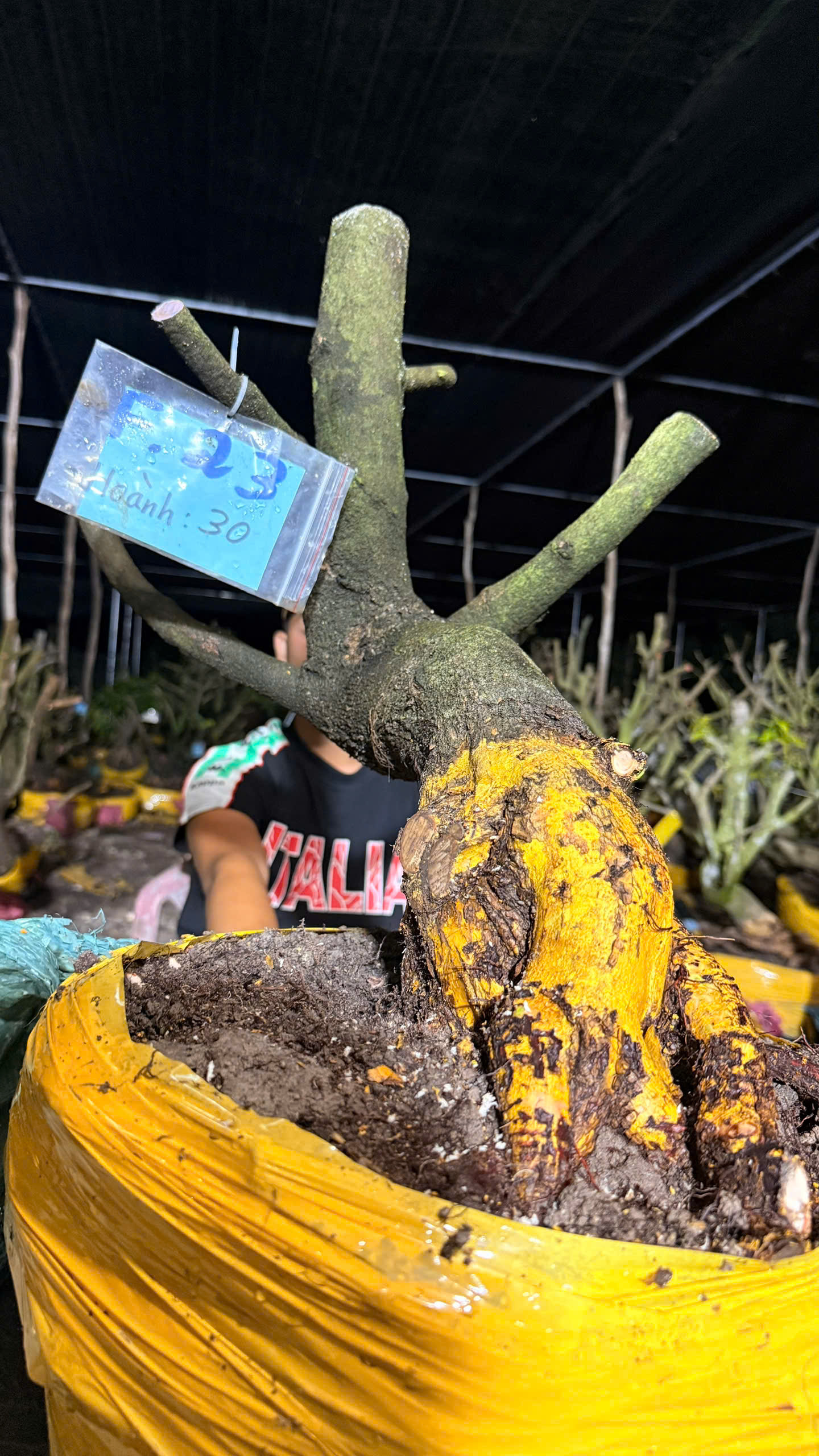 Mã F23 Mai vàng, hoành 30