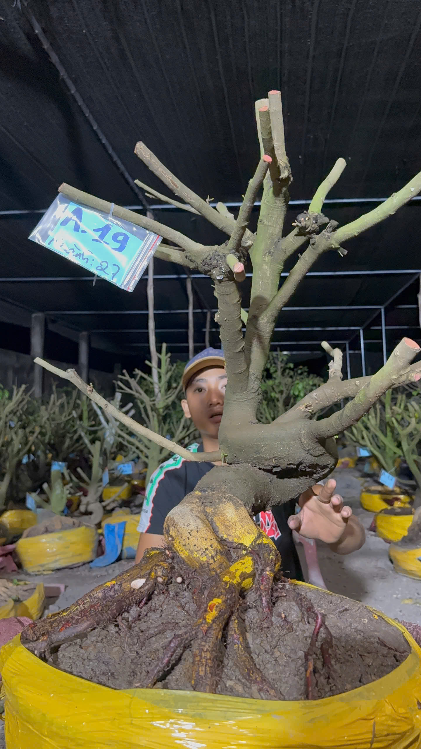 Mã A19 Mai vàng, hoành 27