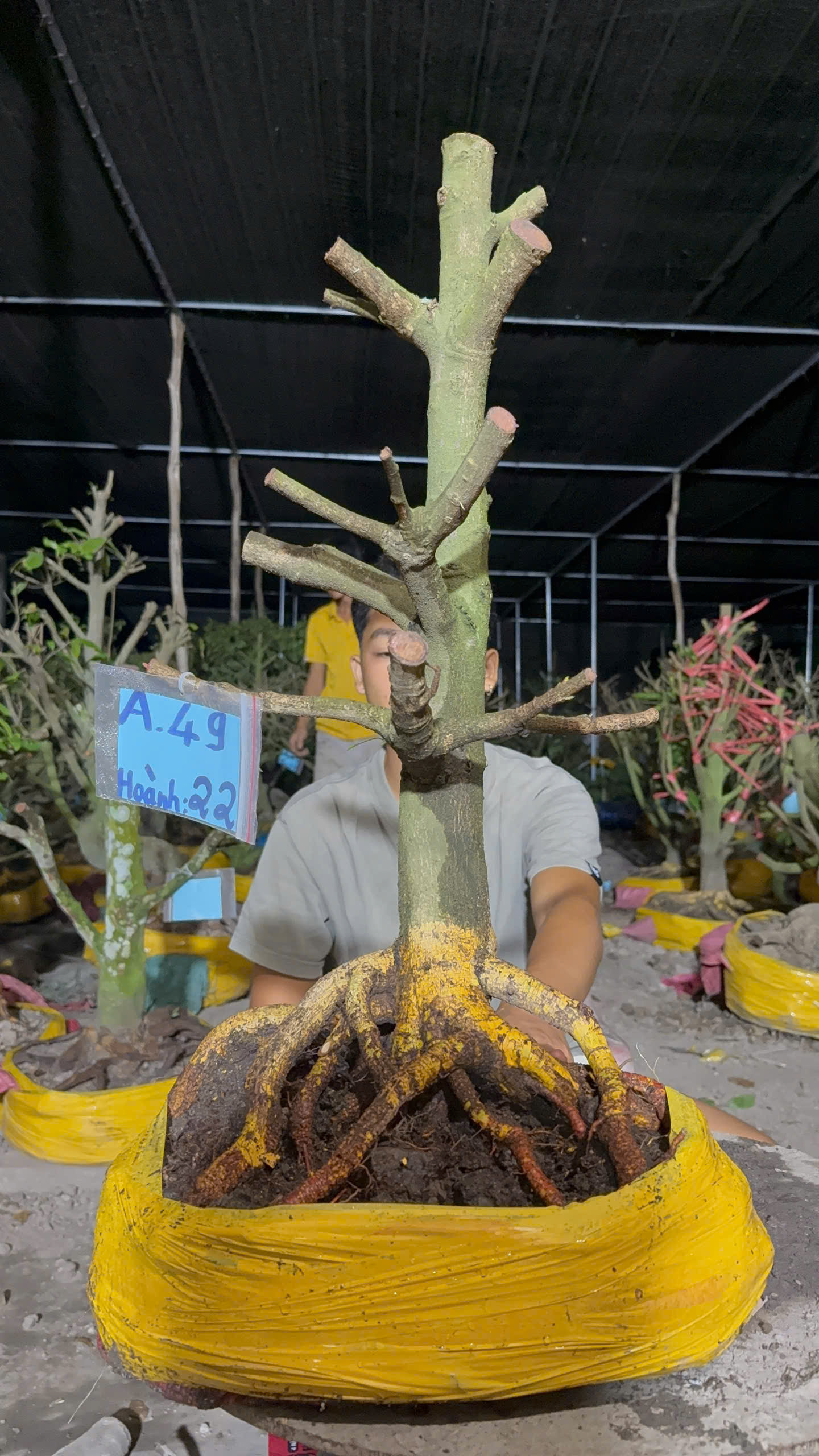 Mã A49 Mai vàng, hoành 22