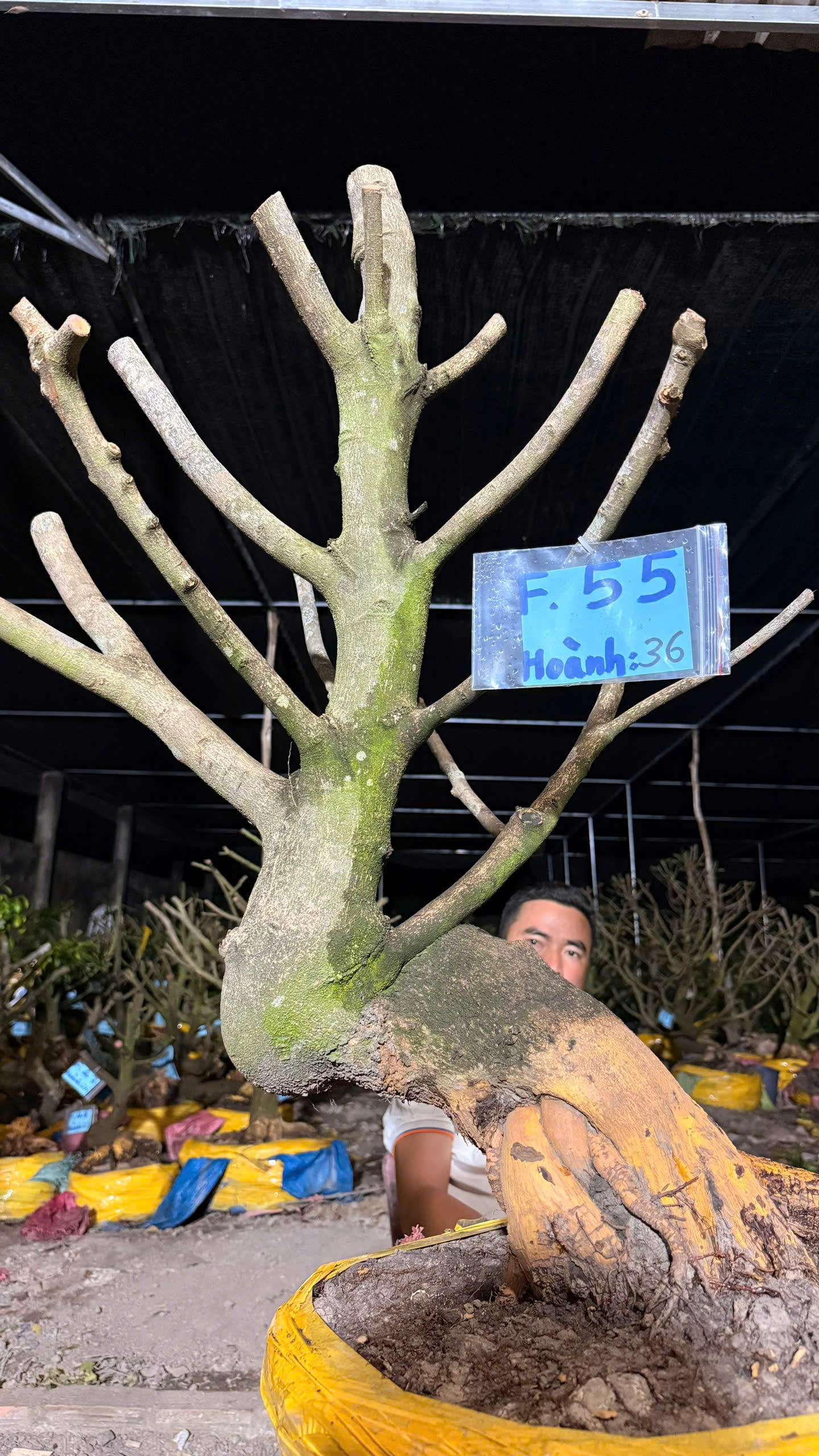 Mã F55 Mai vàng, hoành 36