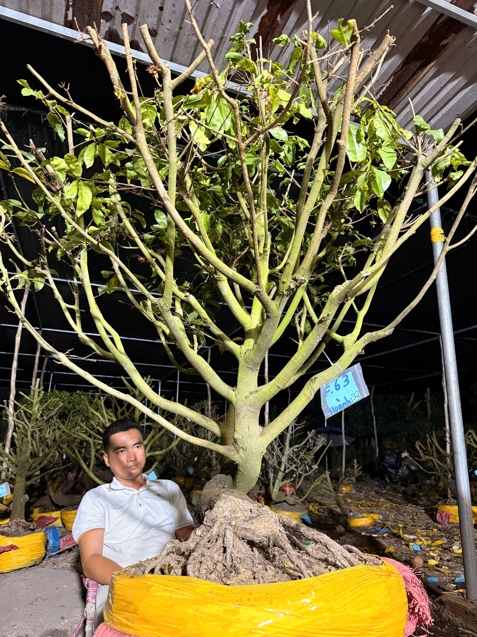 Mã F63 Mai vàng, hoành 32